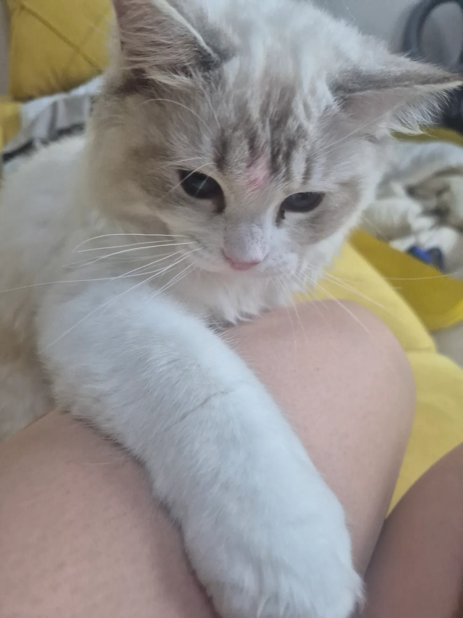 혼자사는애들아 댕댕이키우니까2