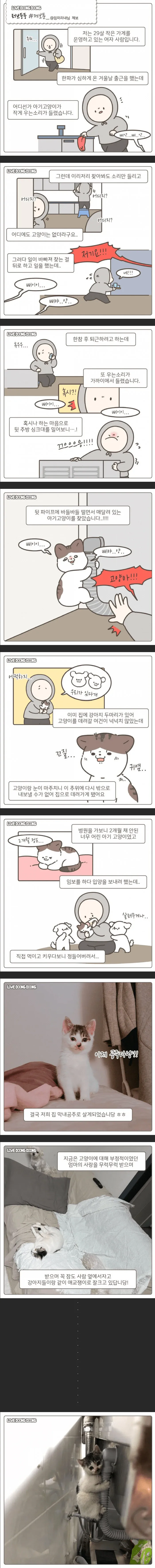가게 주방 싱크대에서 구조된 고양이