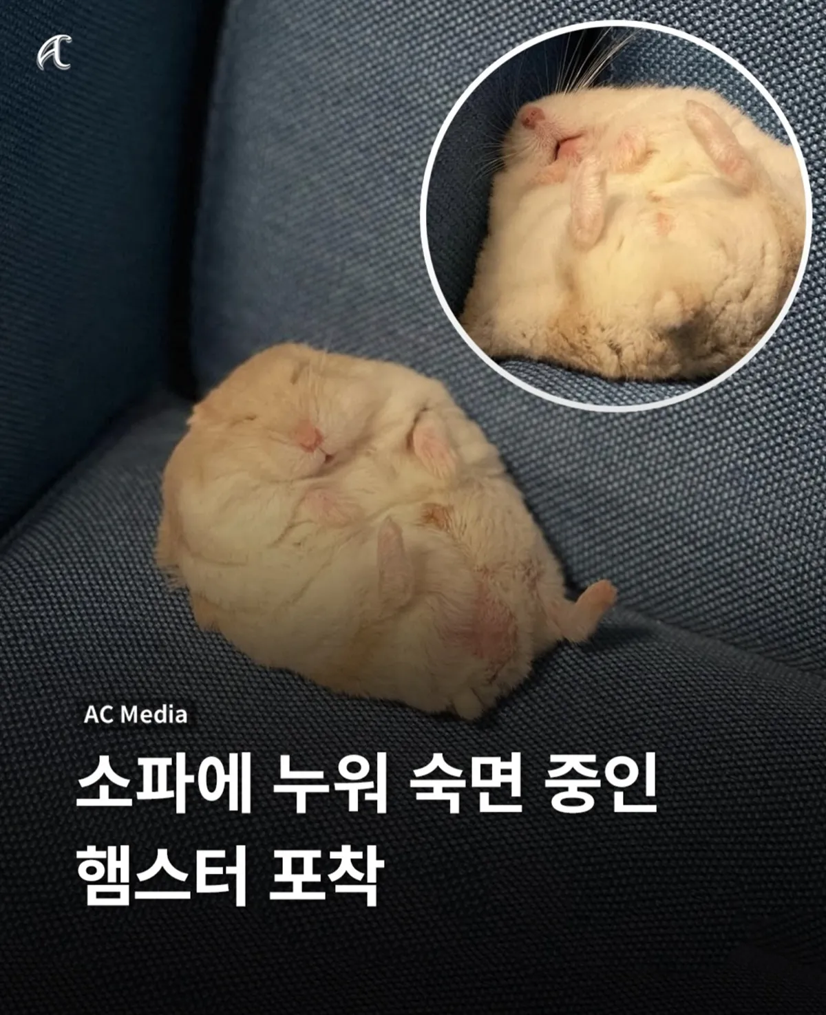 소파에서 벌러덩 드러누운 햄스터