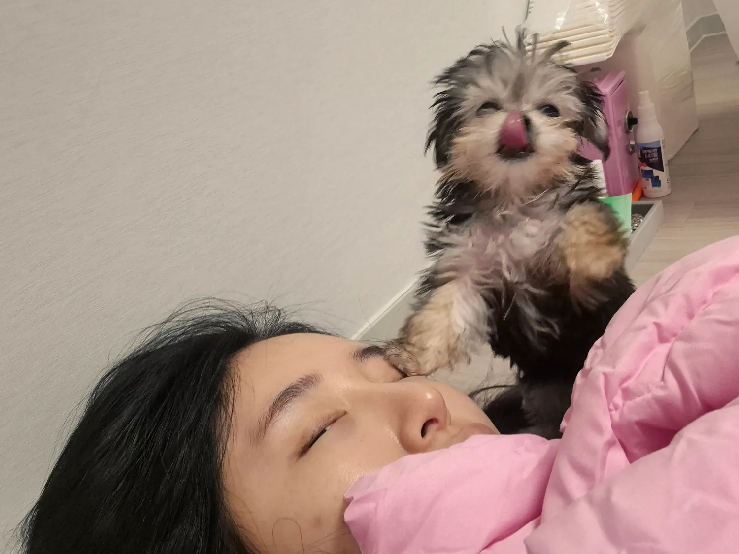 어제두쫀쿠시켯는데 그냥그렇더라 댓글