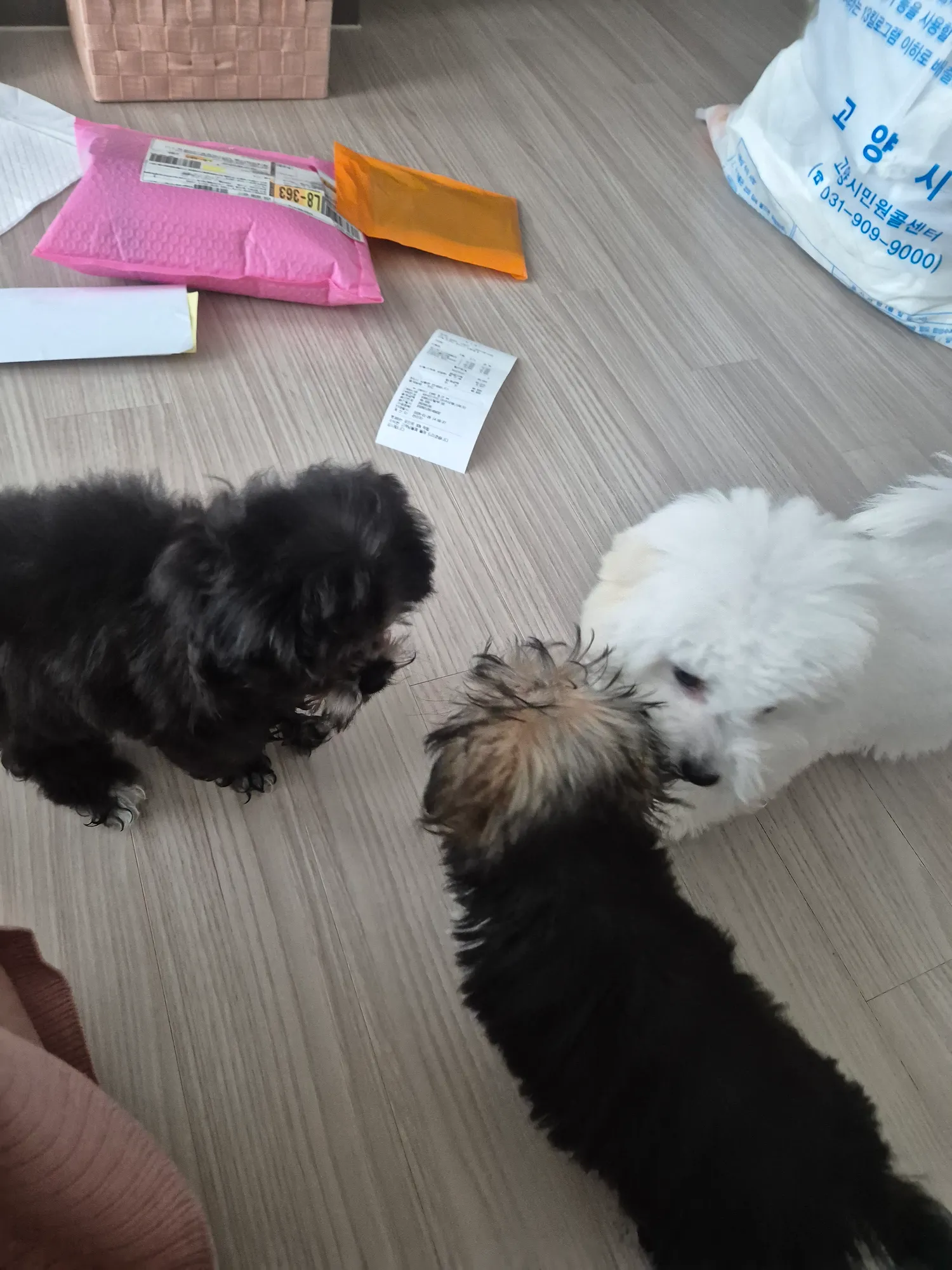 동금 덱스 흰동 모두입양완료 . 우리네식구잘살자
