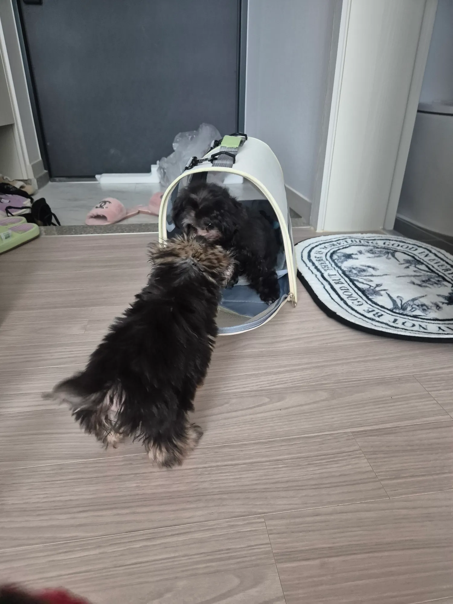 동금 덱스 흰동 모두입양완료 . 우리네식구잘살자2