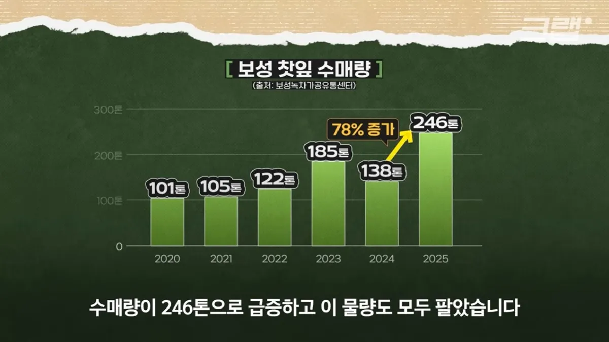 보성 녹차 근황