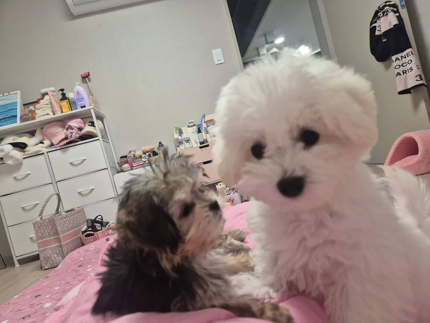 흠 공쥬들 동금이랑 흰동이는 잘노는데...