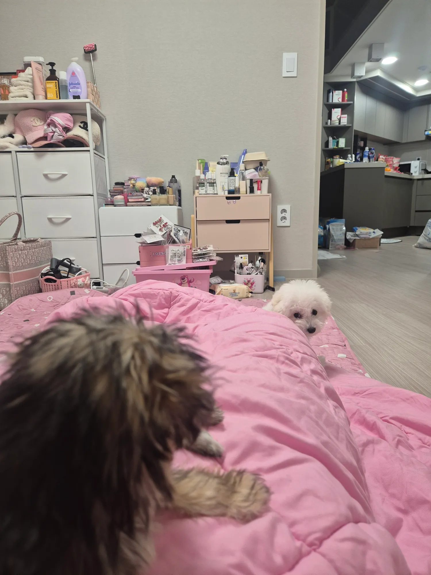 흠 공쥬들 동금이랑 흰동이는 잘노는데...2
