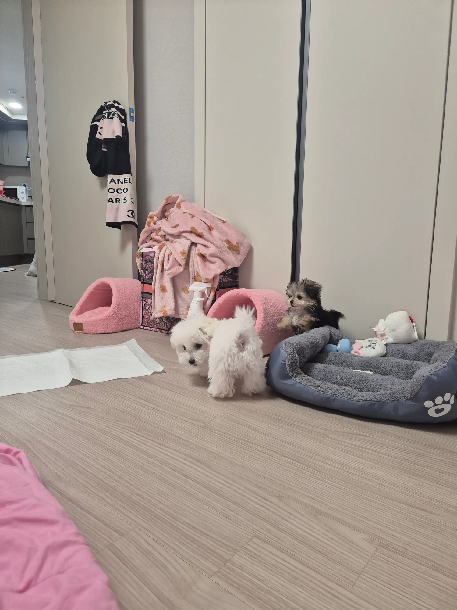 흠 공쥬들 동금이랑 흰동이는 잘노는데... 댓글