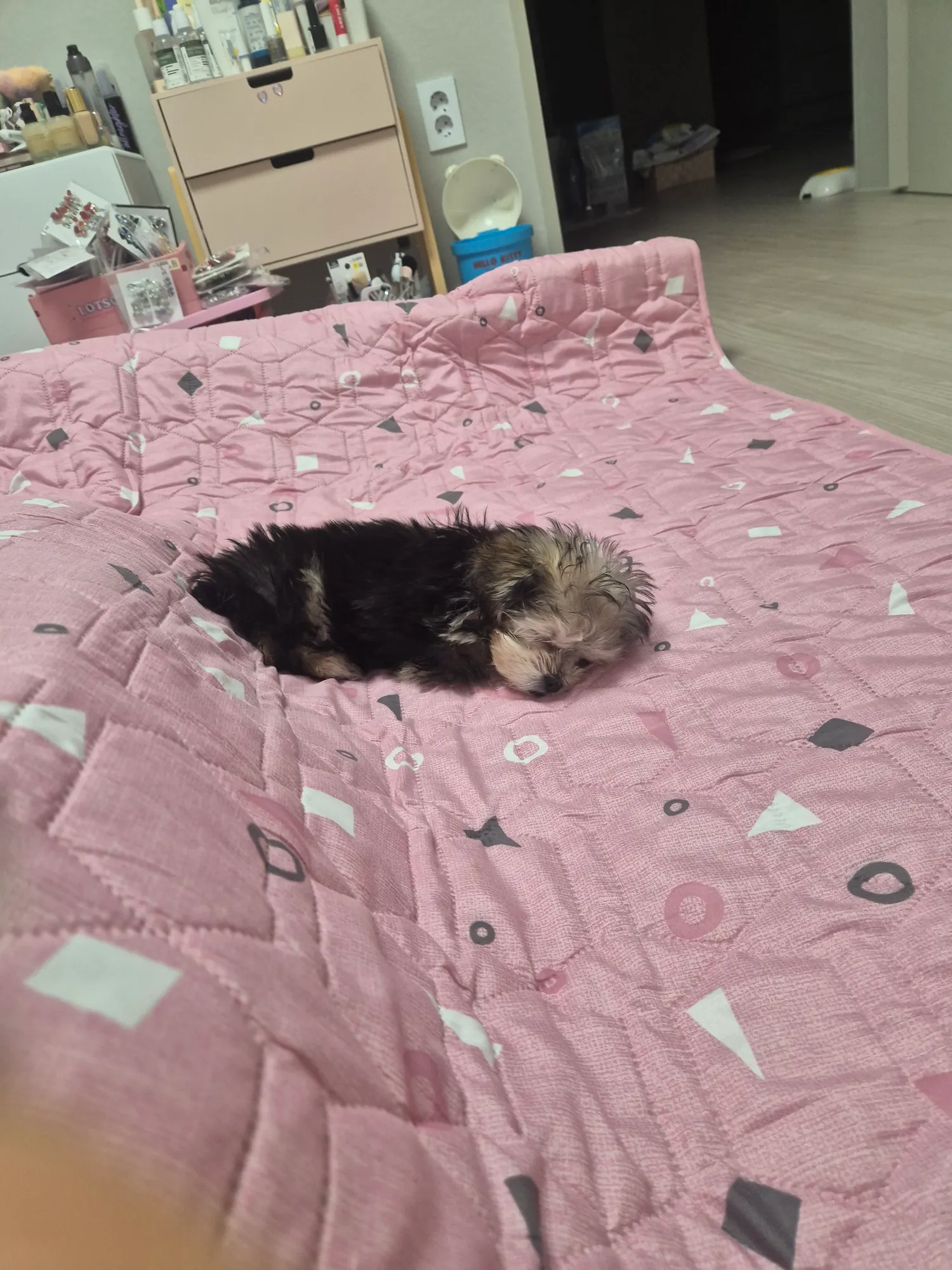 내 가나지 ㅜㅜ 댓글