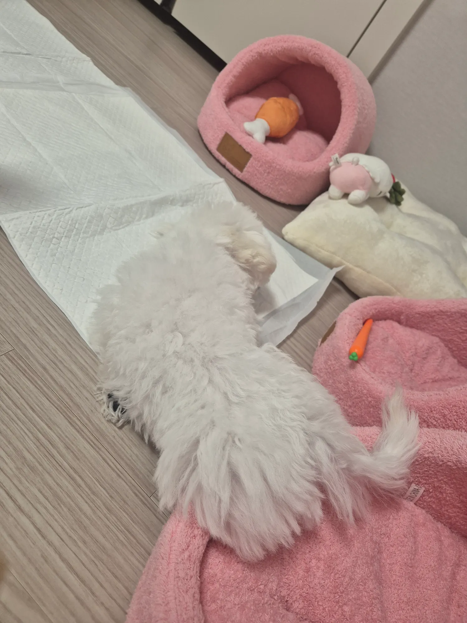 내 가나지 ㅜㅜ 댓글 2