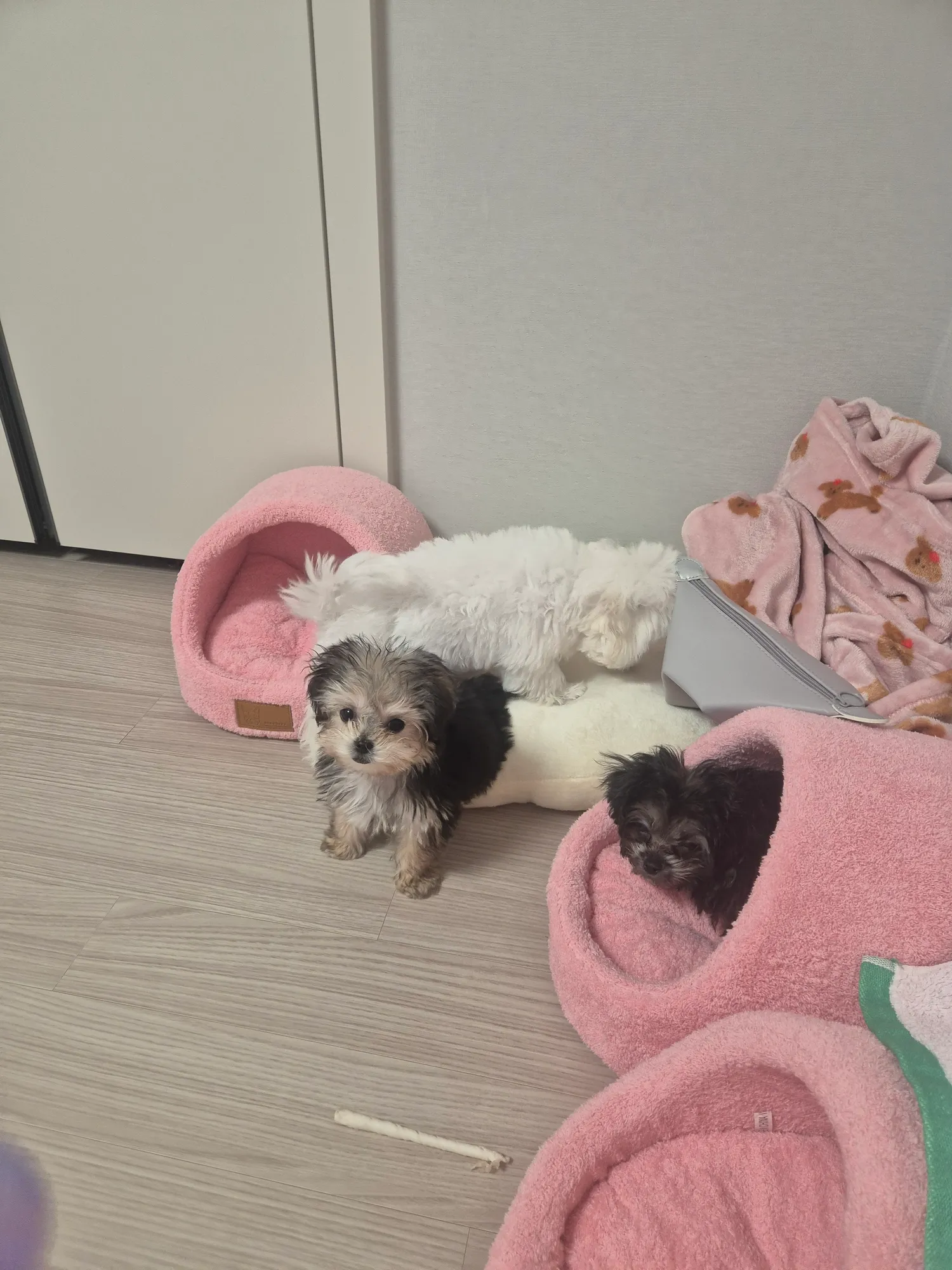 아침밥맥여놓으니 다들잘준비하네 댓글