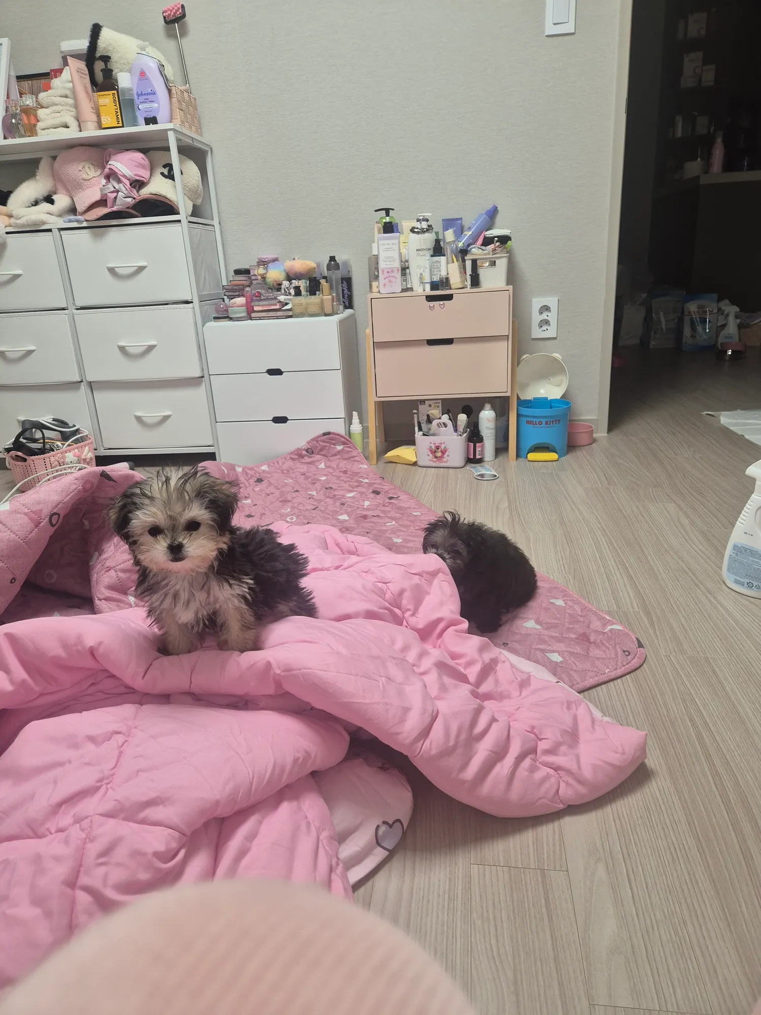 아침밥맥여놓으니 다들잘준비하네 댓글 2