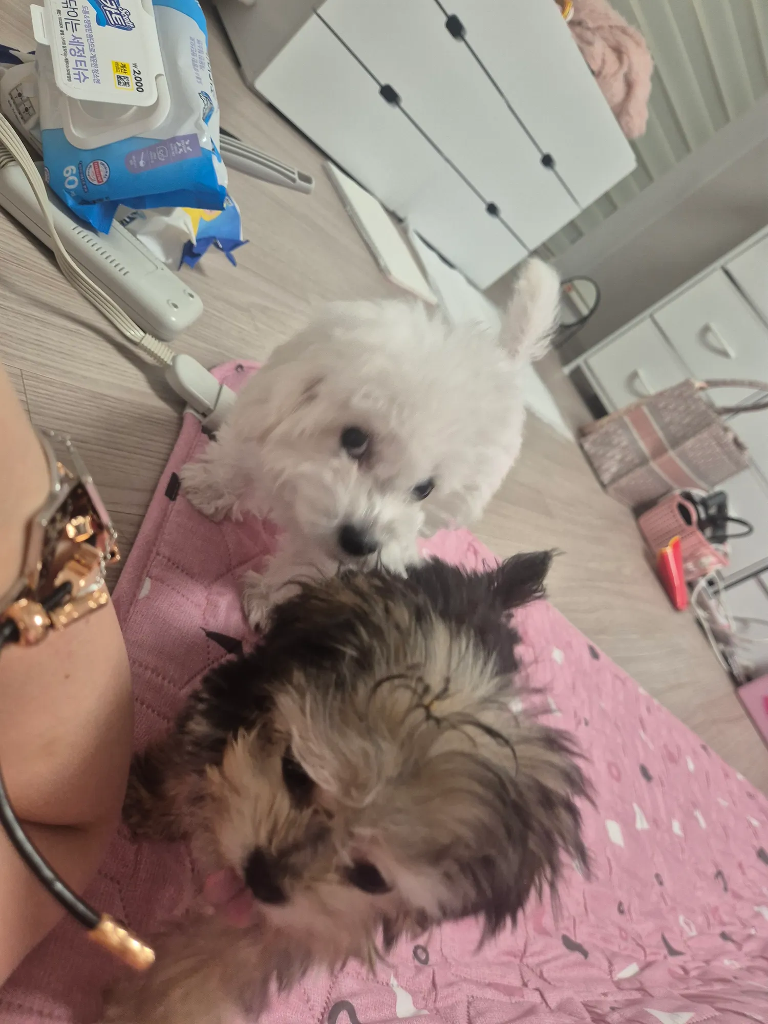 강아지셋인데도 동금이보면 너무귀엽다3