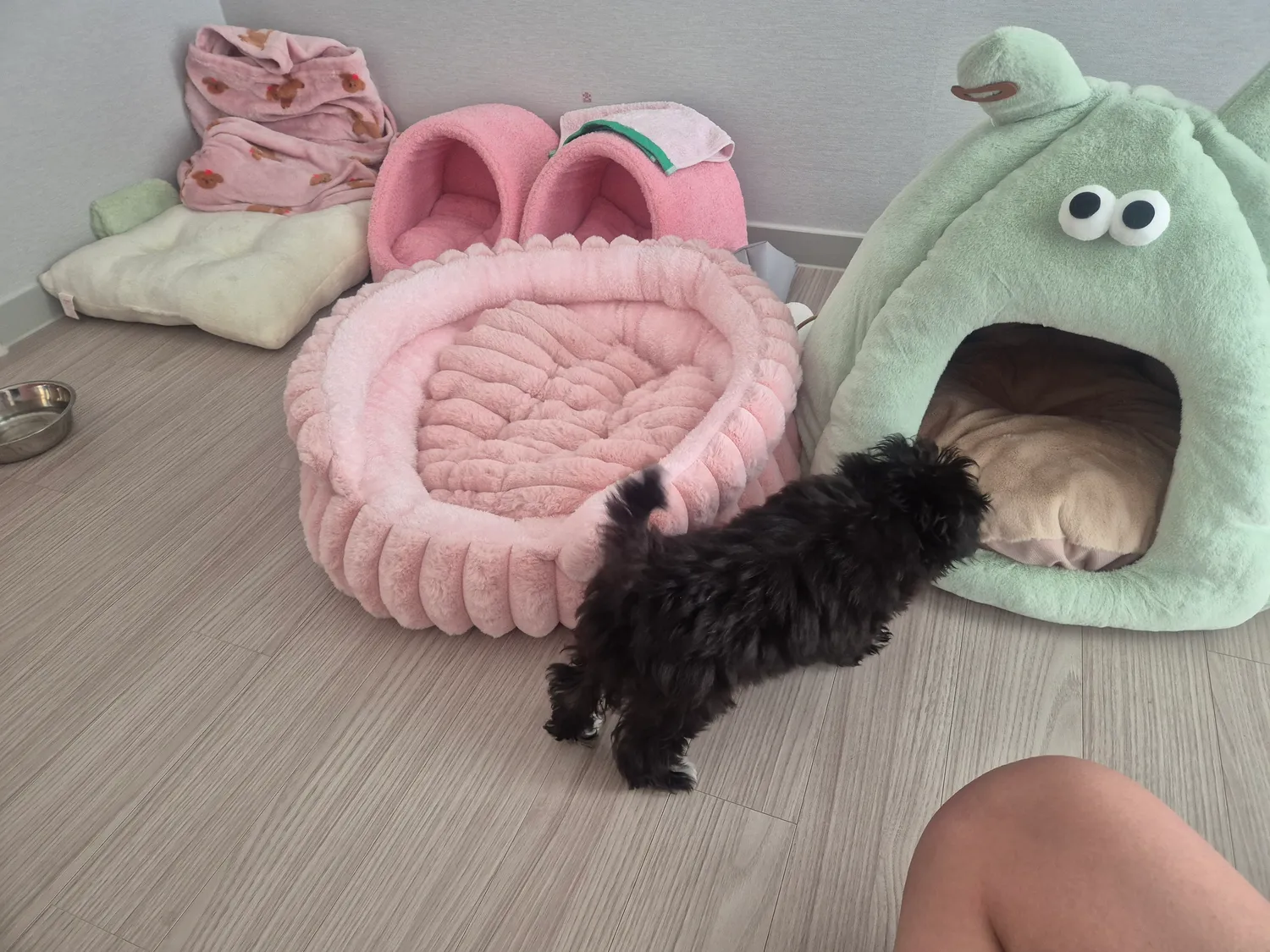 애견용품서 집사왔는데 아무도 안고마워해주노