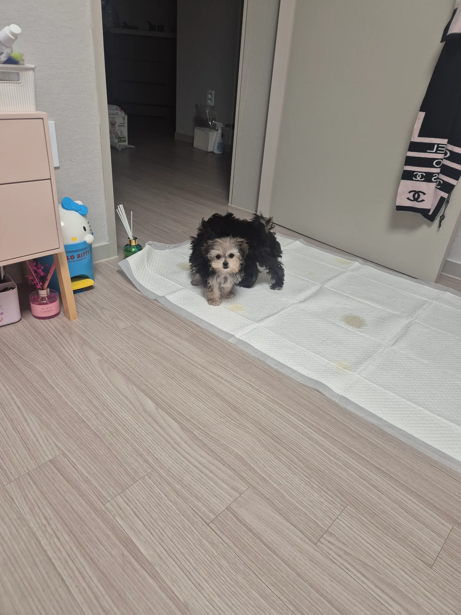 흰동이씨발 짜증나네 동금이물엇어