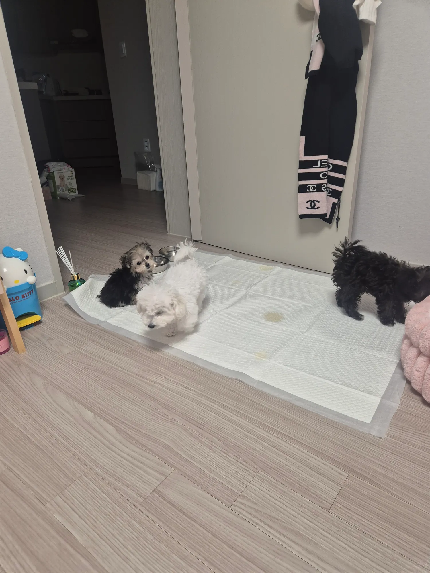 흰동이씨발 짜증나네 동금이물엇어2