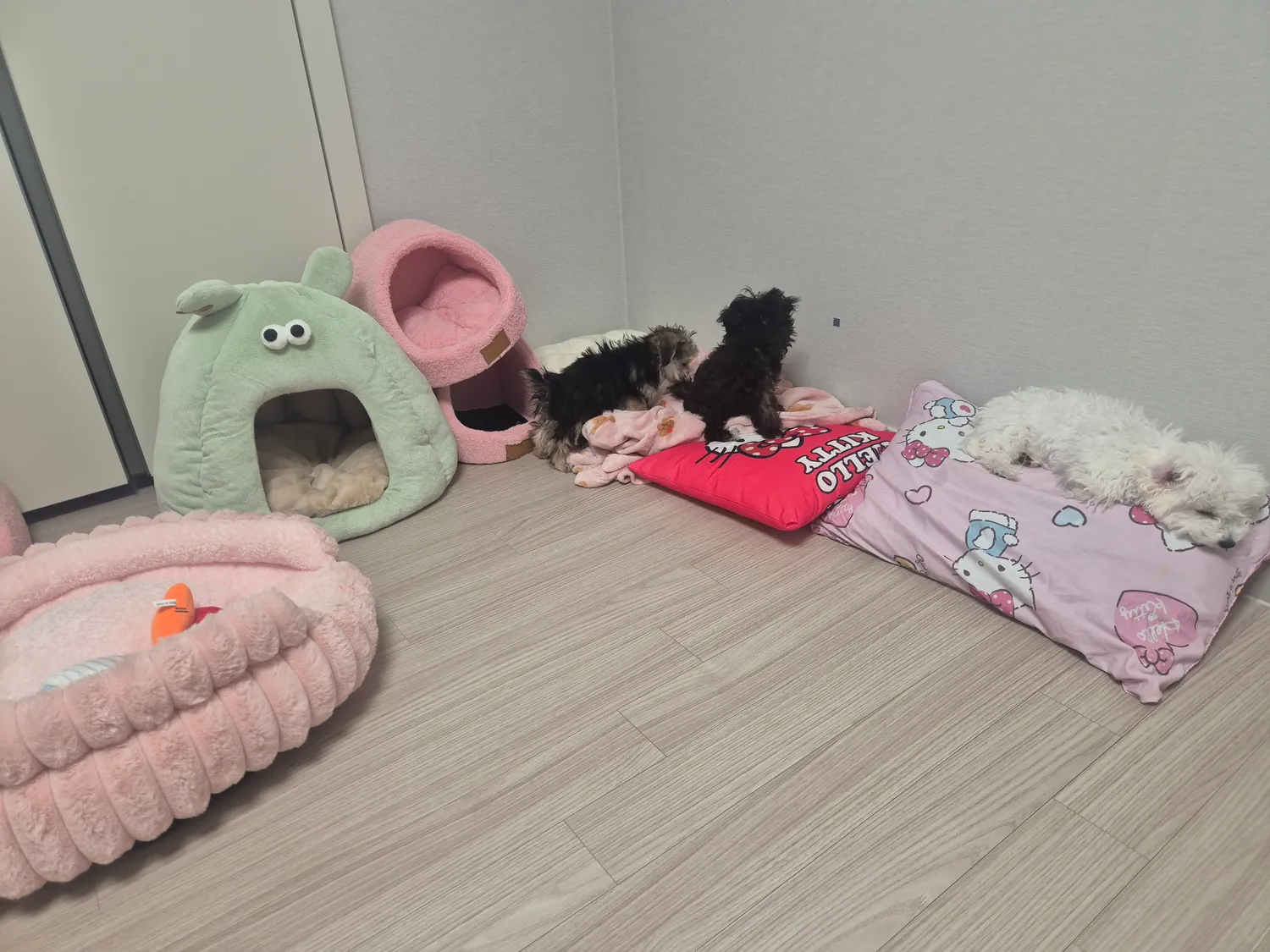 흰동이씨발 짜증나네 동금이물엇어 댓글