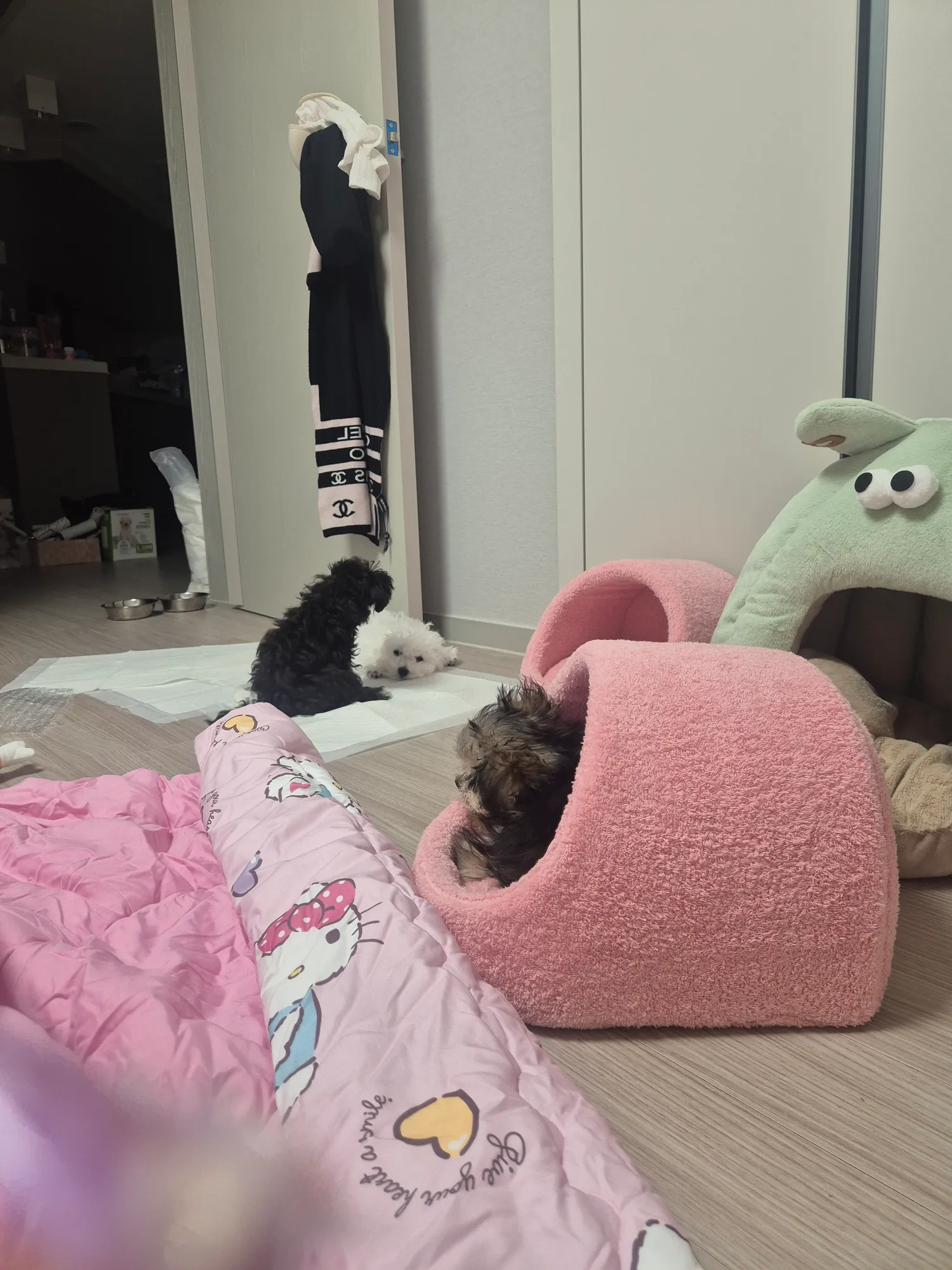 오늘 할일 얼라들접종/마운자로5타기 댓글
