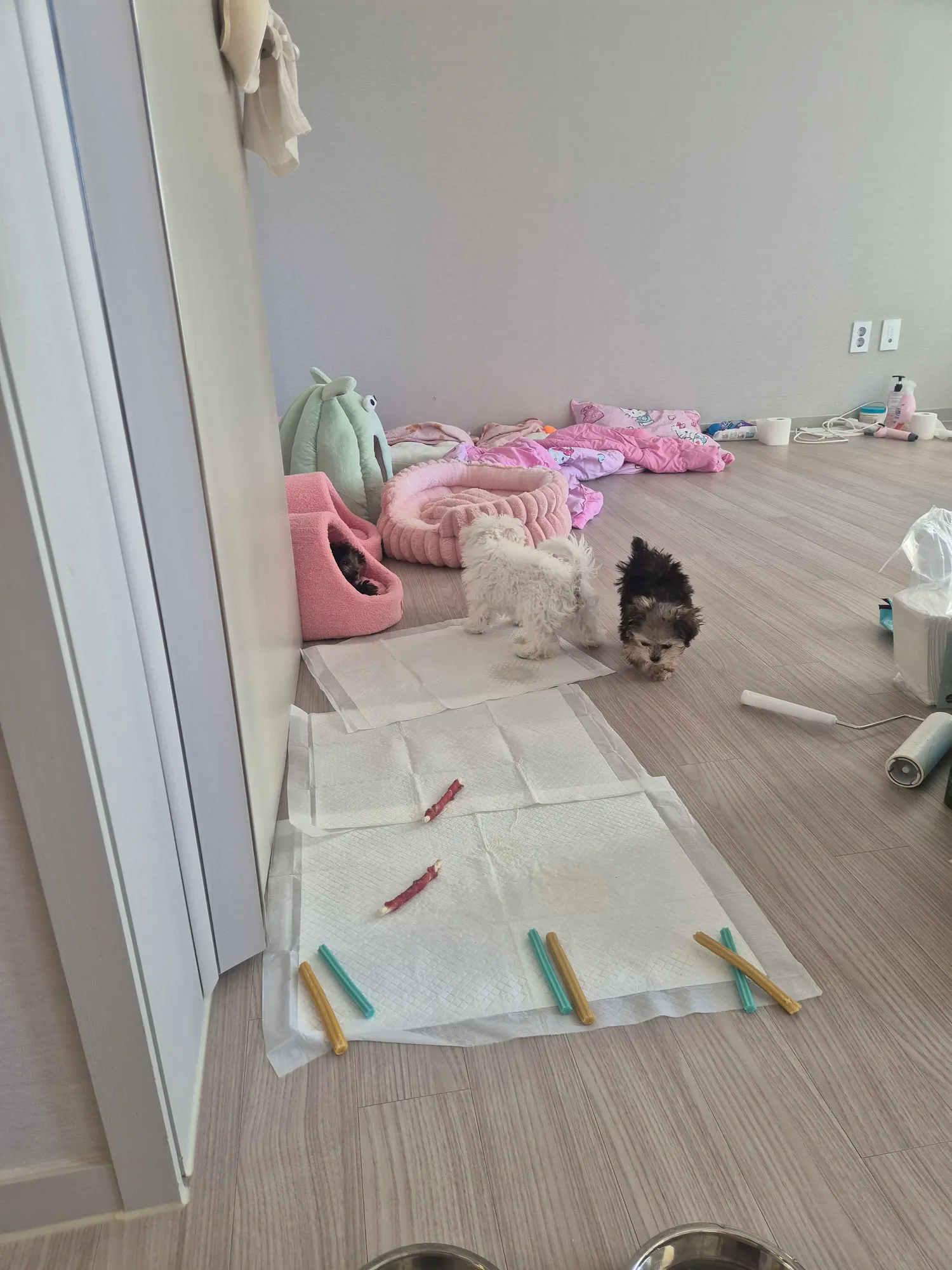 일갓다 껌사왓는데 검동이만먹네
