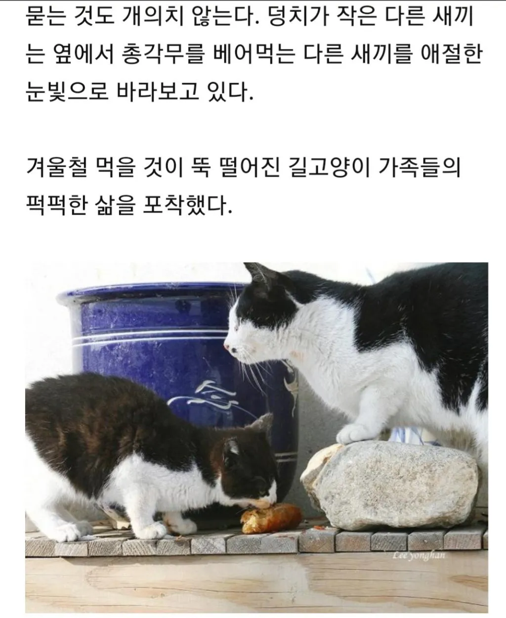 유기견묘 사료값10 후원완료 댓글