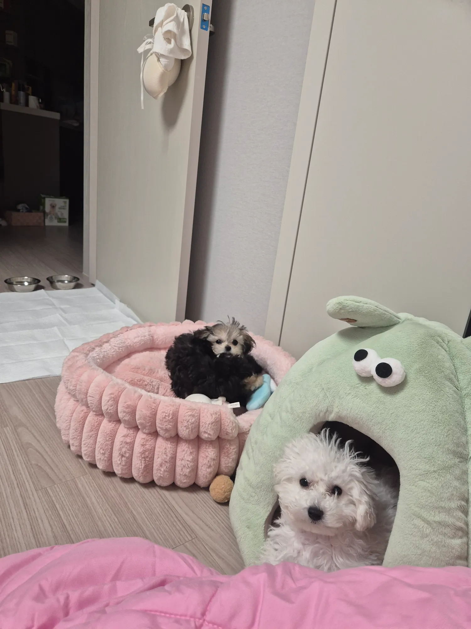 먹을걸많이줘도 꼭싸운다 얘네셋은