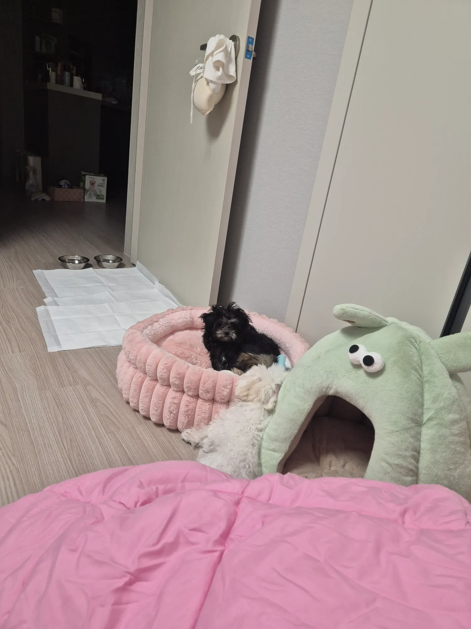 먹을걸많이줘도 꼭싸운다 얘네셋은2