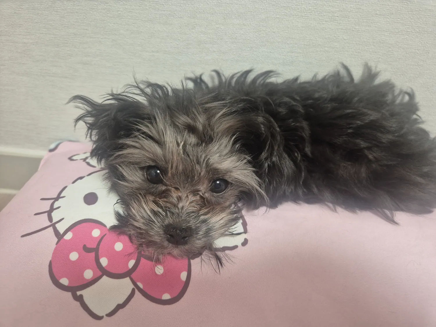 우리 개들보면 어쩔때 불쌍한데 우울증인가요?2