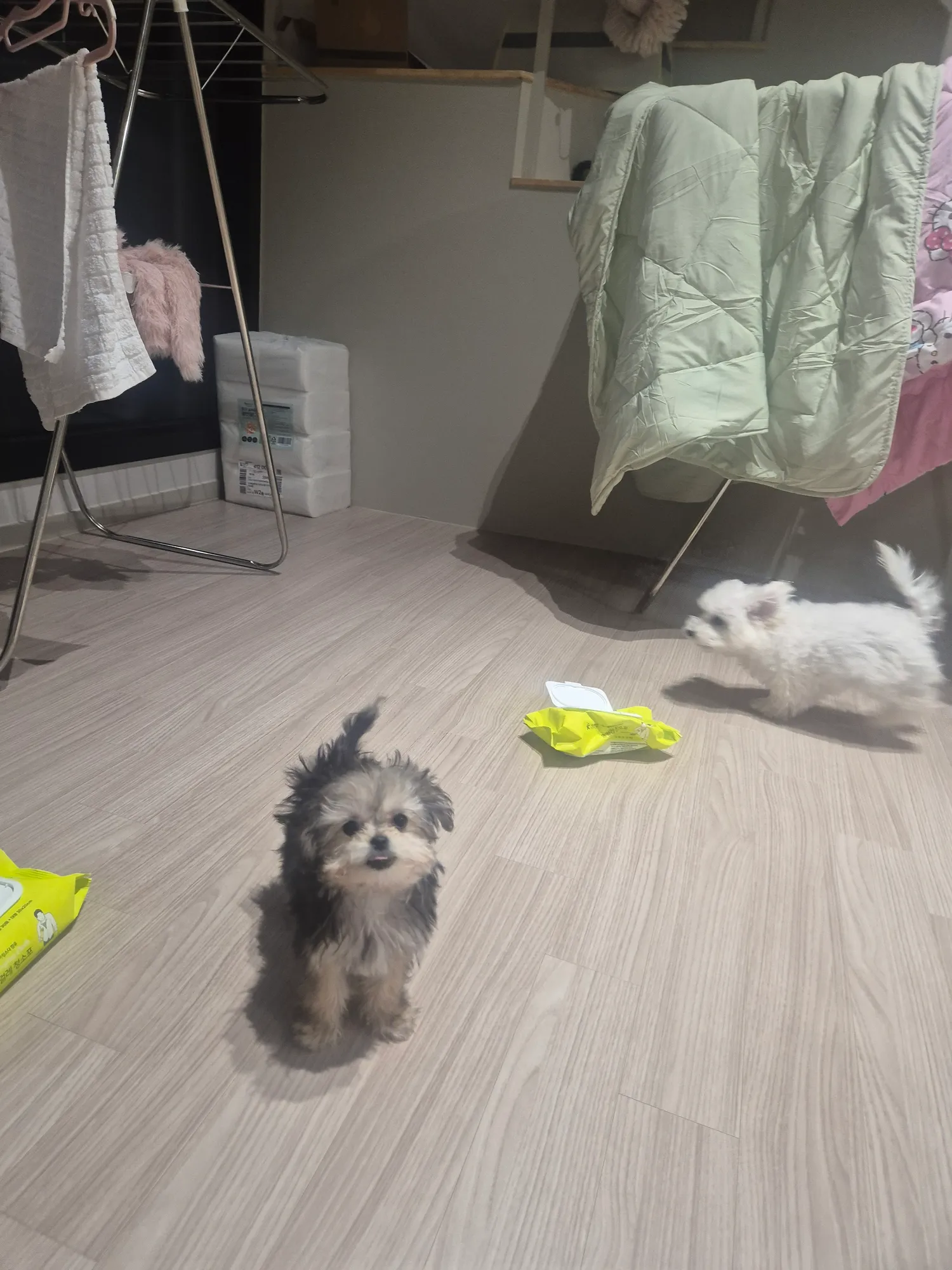 아침밥먹고 뛰어다니네2