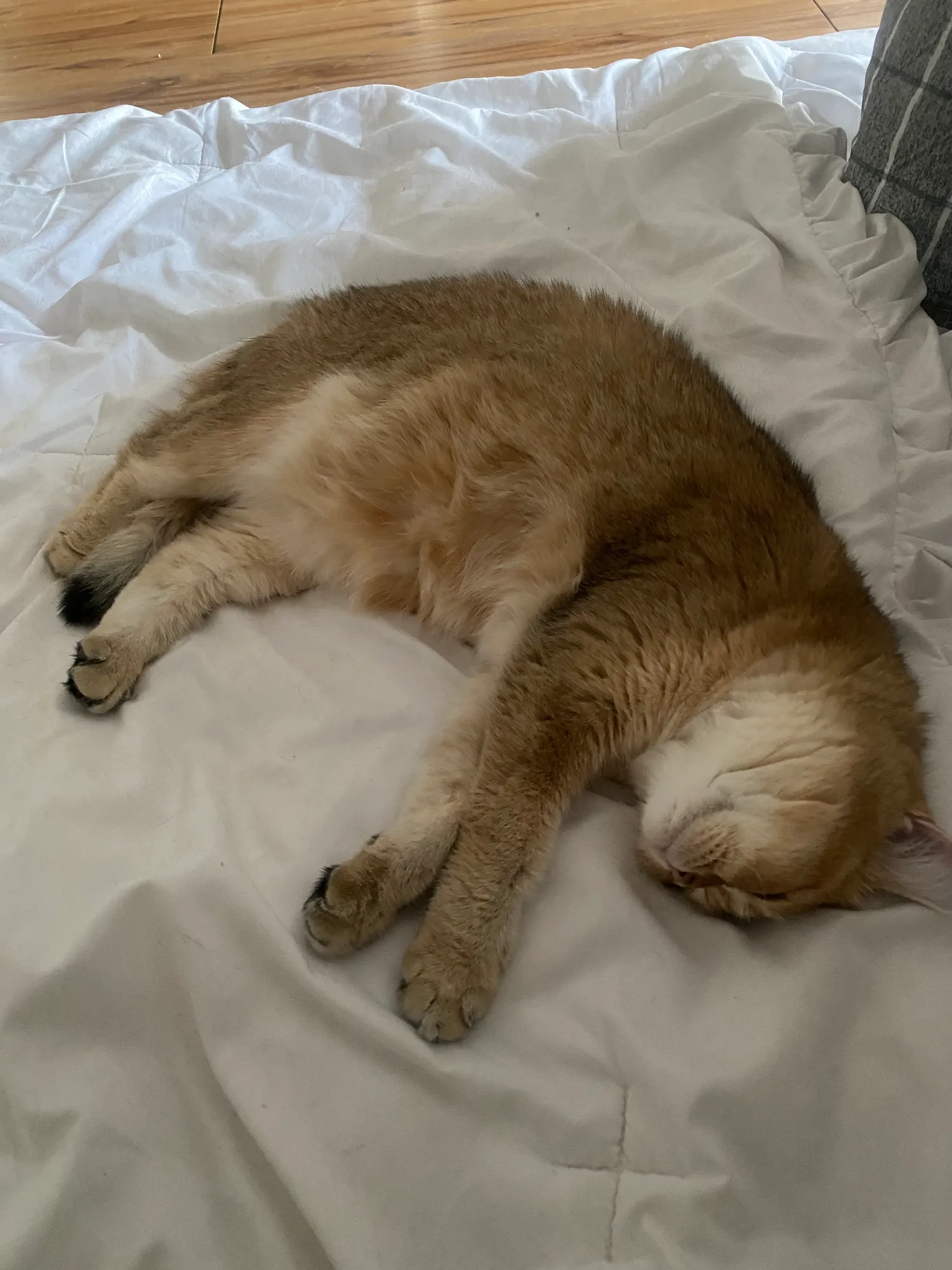 고양이 키우길 잘한것 같아요