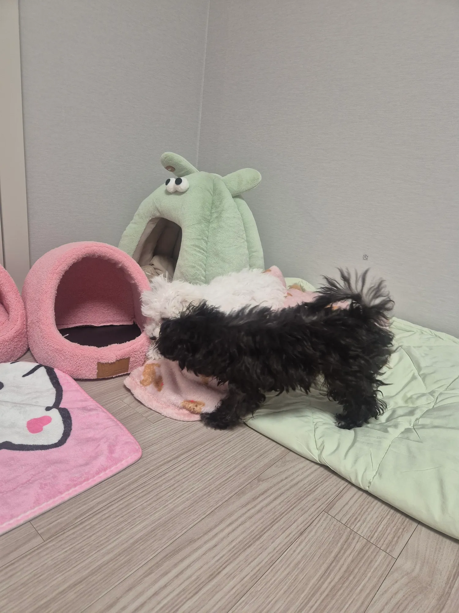 얘네는 왜이렇게 먹을걸로싸우지ㅜㅜ
