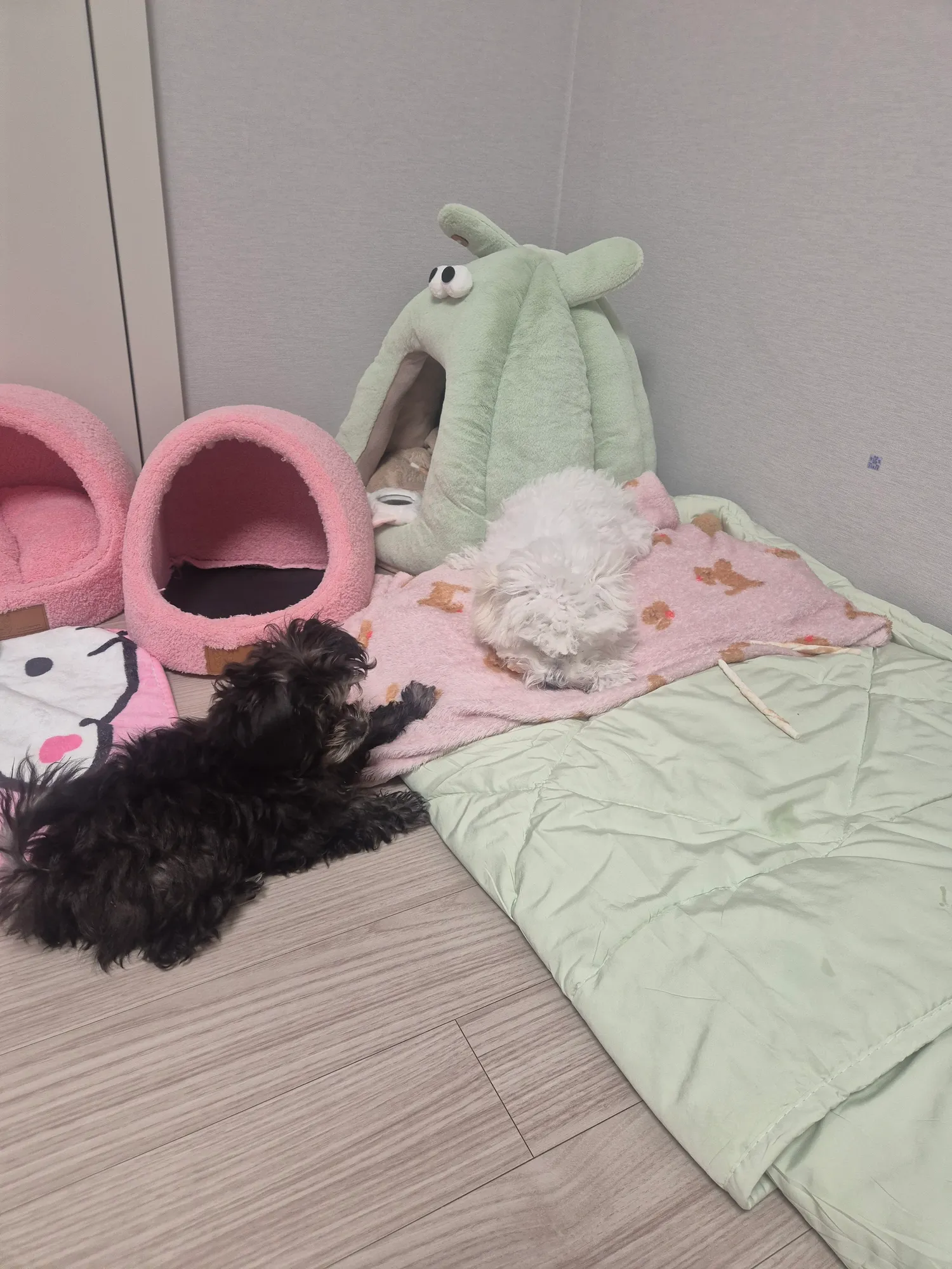 얘네는 왜이렇게 먹을걸로싸우지ㅜㅜ2