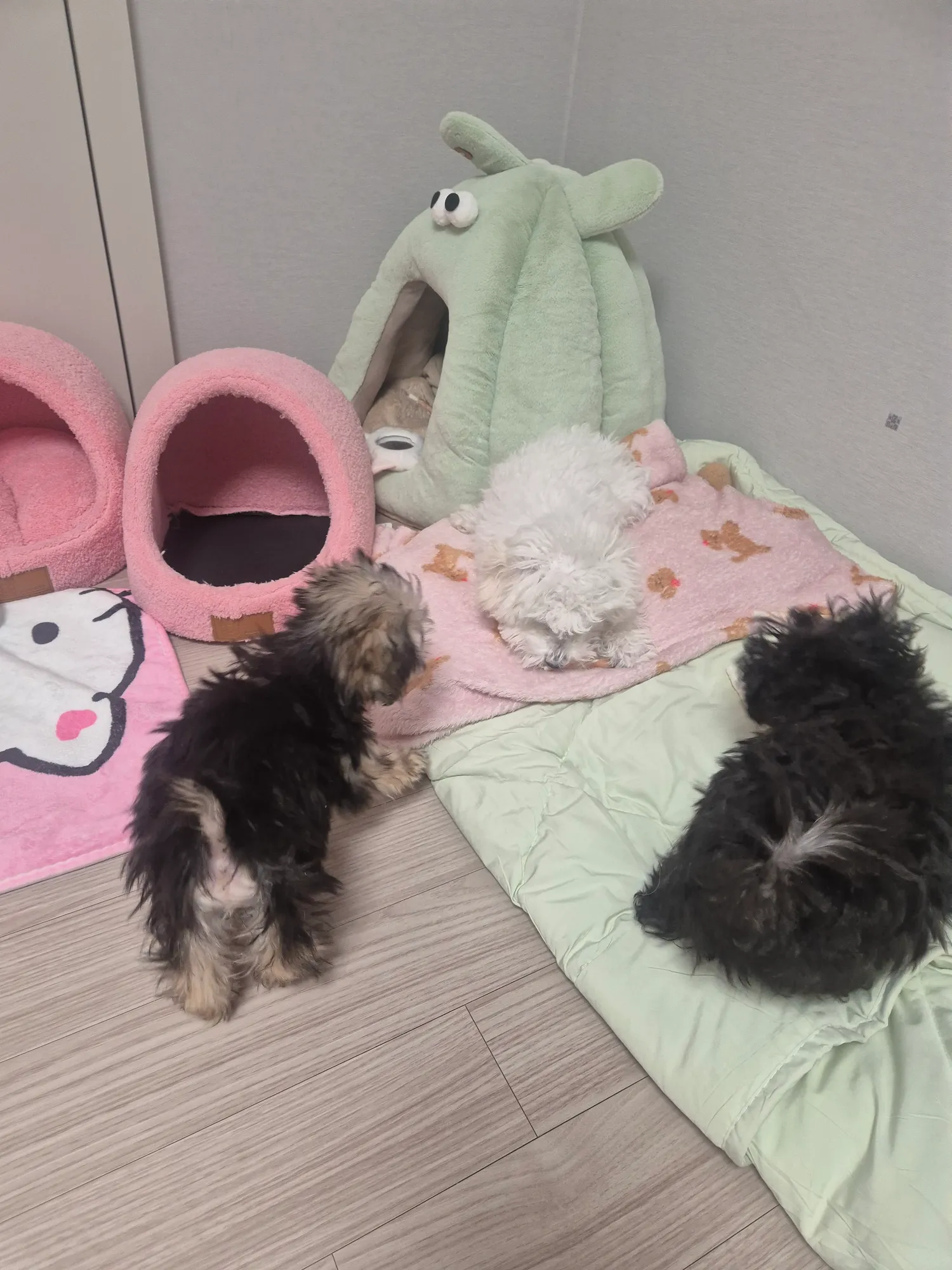 얘네는 왜이렇게 먹을걸로싸우지ㅜㅜ4