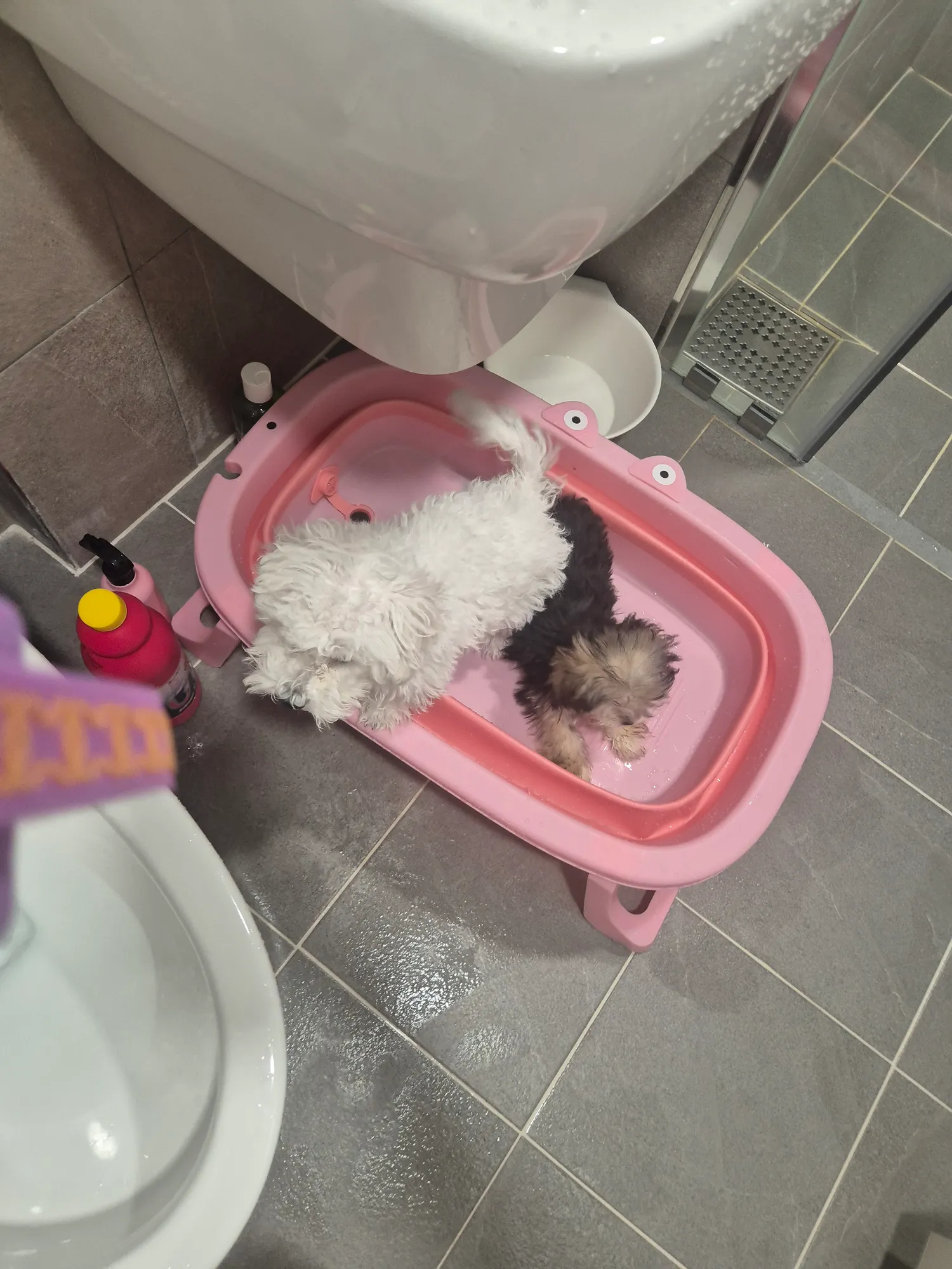 말안들으ㅜㅜ 털말리려니까둘다뛰고안잡히려고