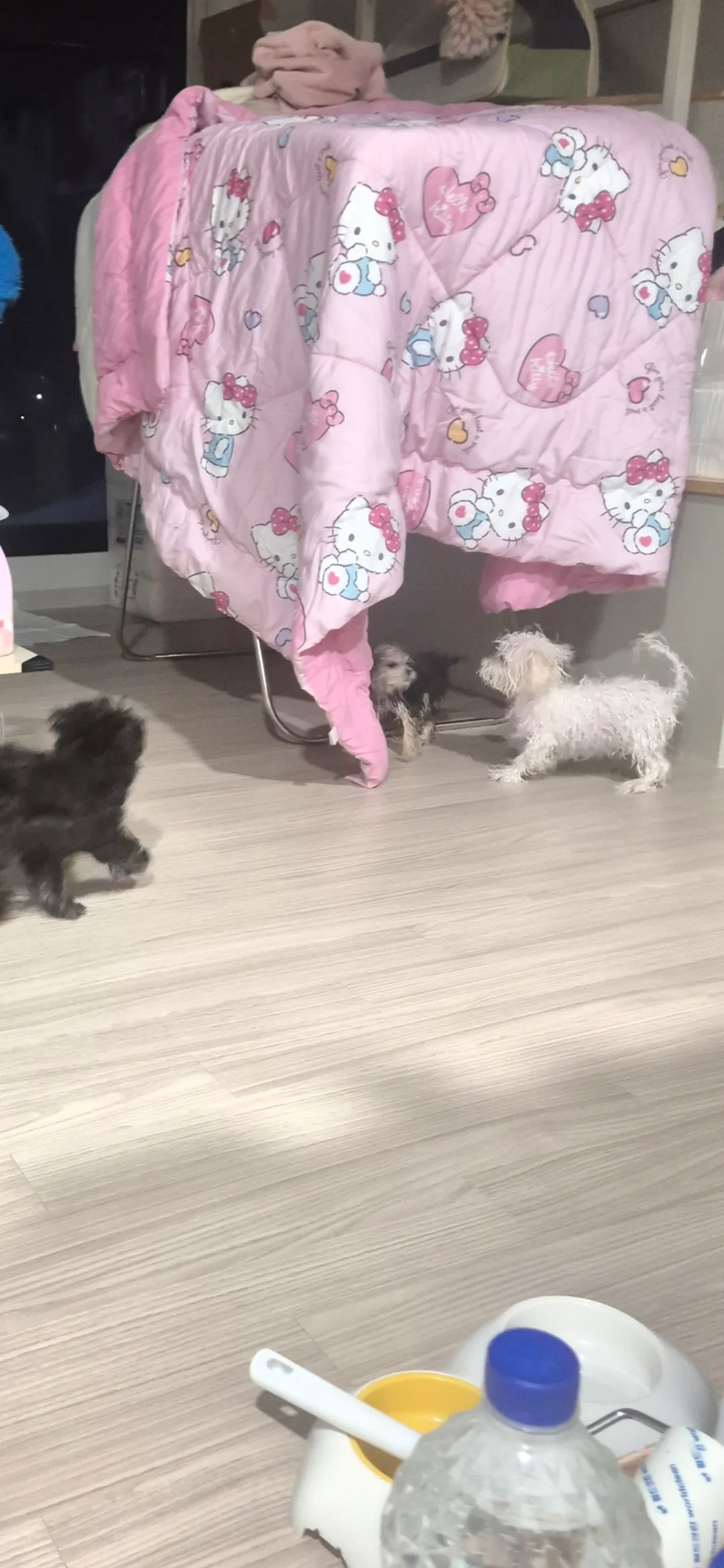 말안들으ㅜㅜ 털말리려니까둘다뛰고안잡히려고2