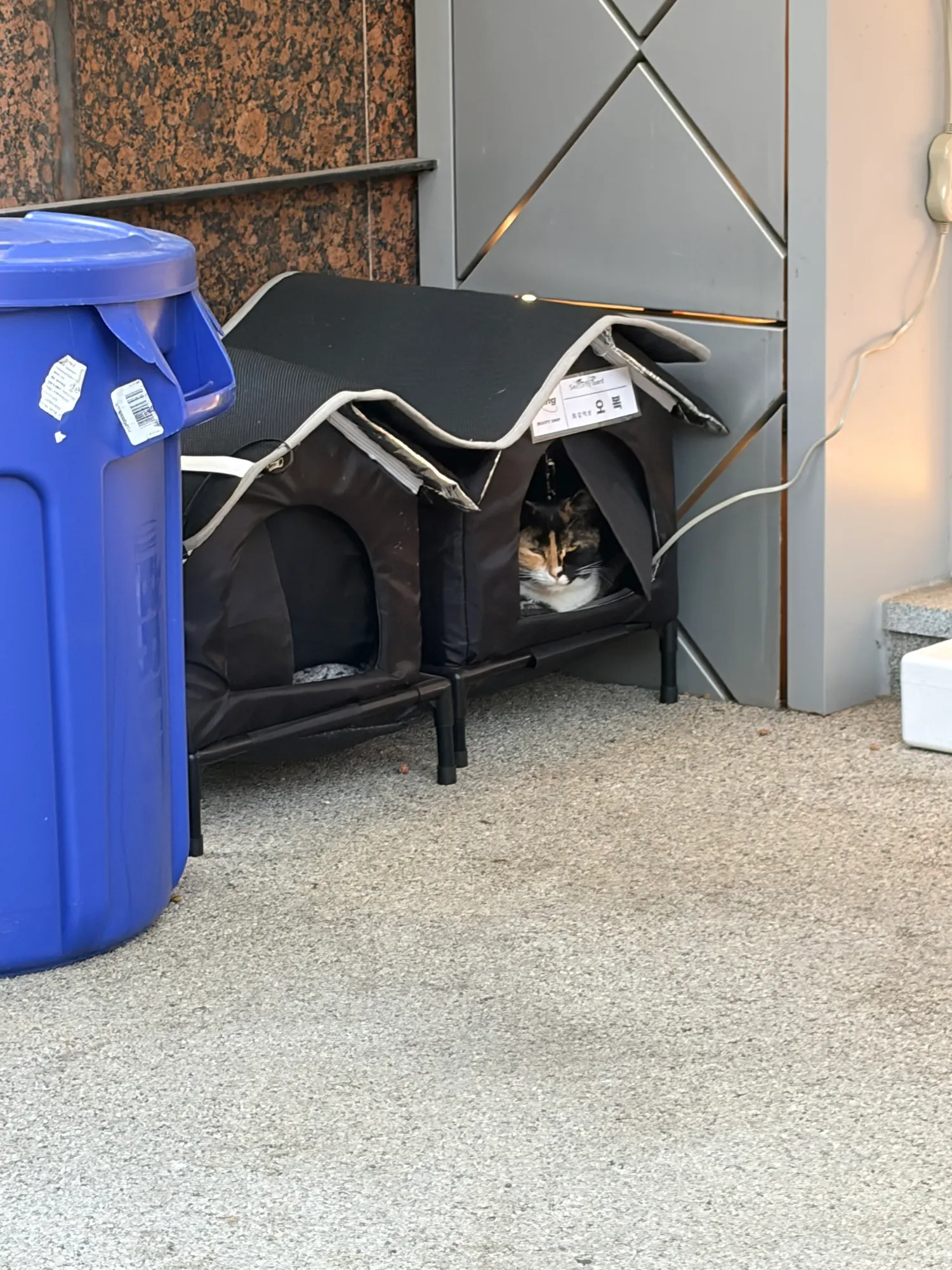 오링 앞에 냥냥이