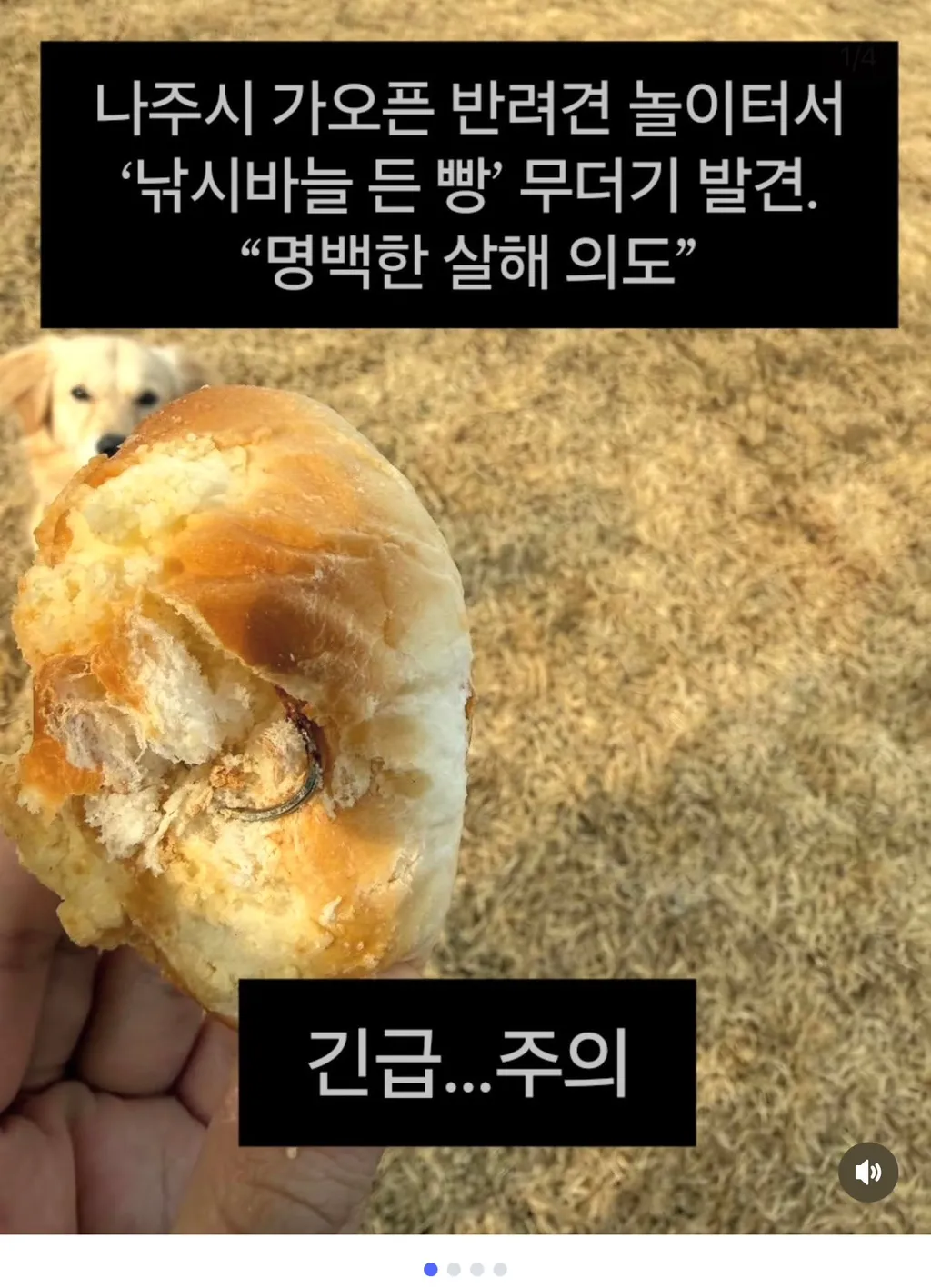 반려견 놀이터 낚시바늘 박힌 빵3