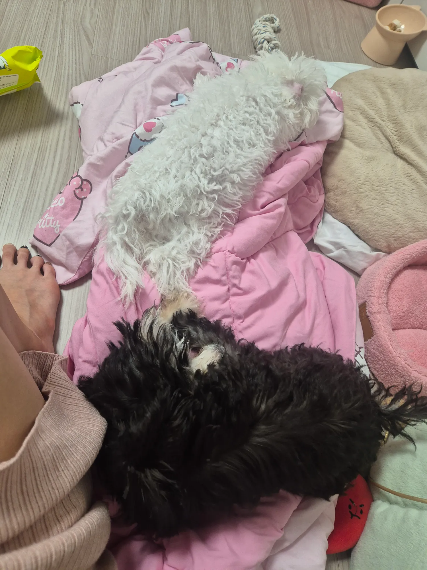 아웅 이뽀3