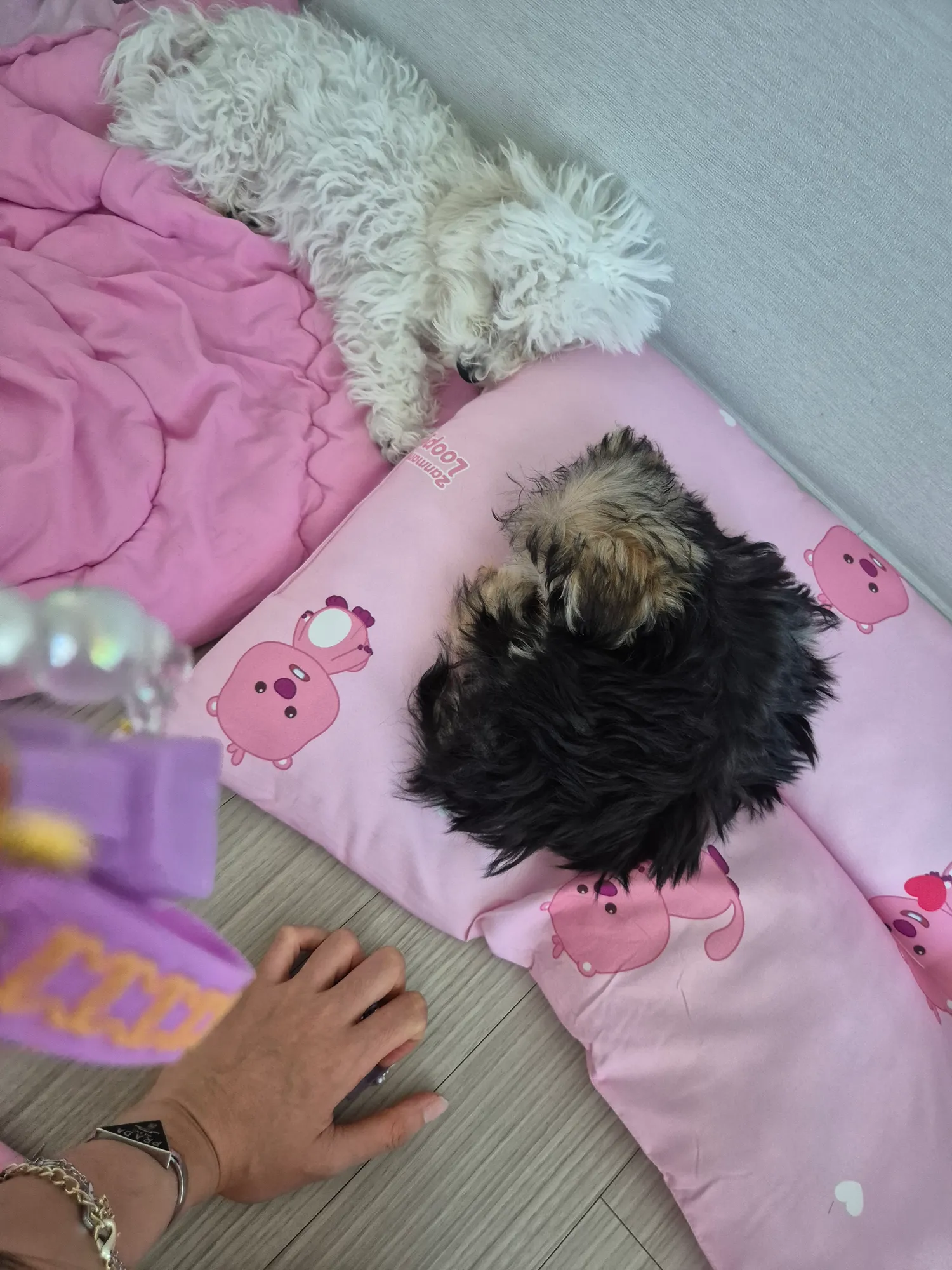 애들 그저께샤워햇는데 털이 대걸레변했어
