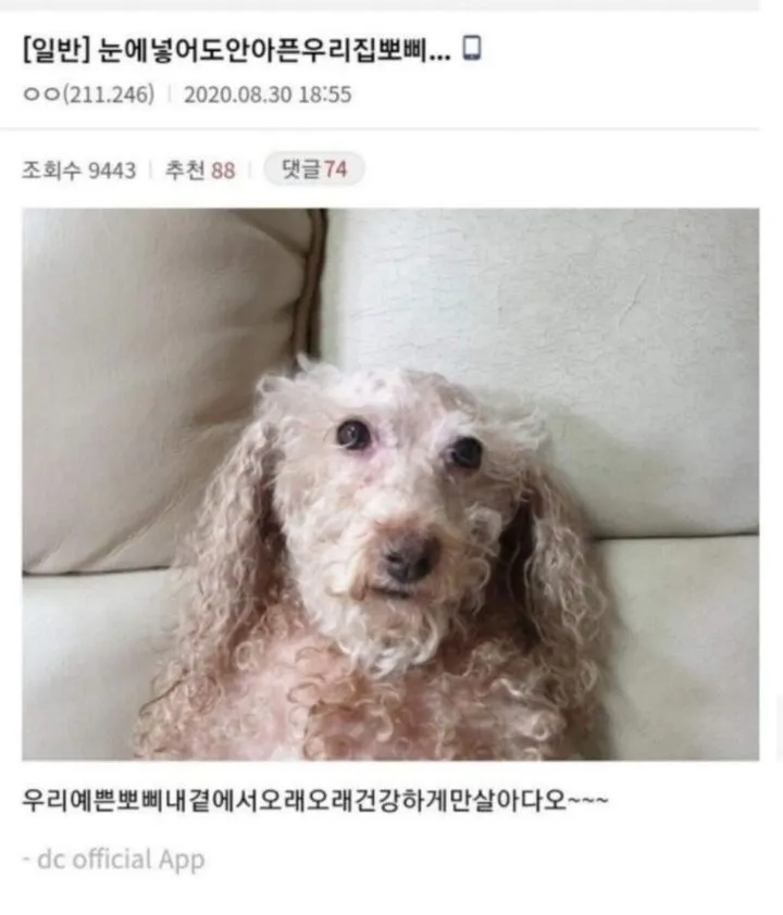 이거데쳣냐물에 짤 강쥐뽀삐주인 이댓글싫어한대