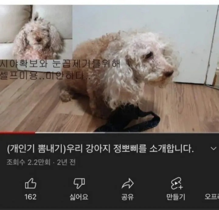 이거데쳣냐물에 짤 강쥐뽀삐주인 이댓글싫어한대3