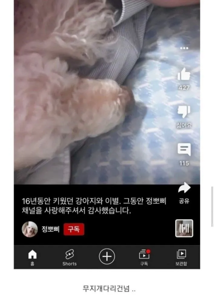 이거데쳣냐물에 짤 강쥐뽀삐주인 이댓글싫어한대4