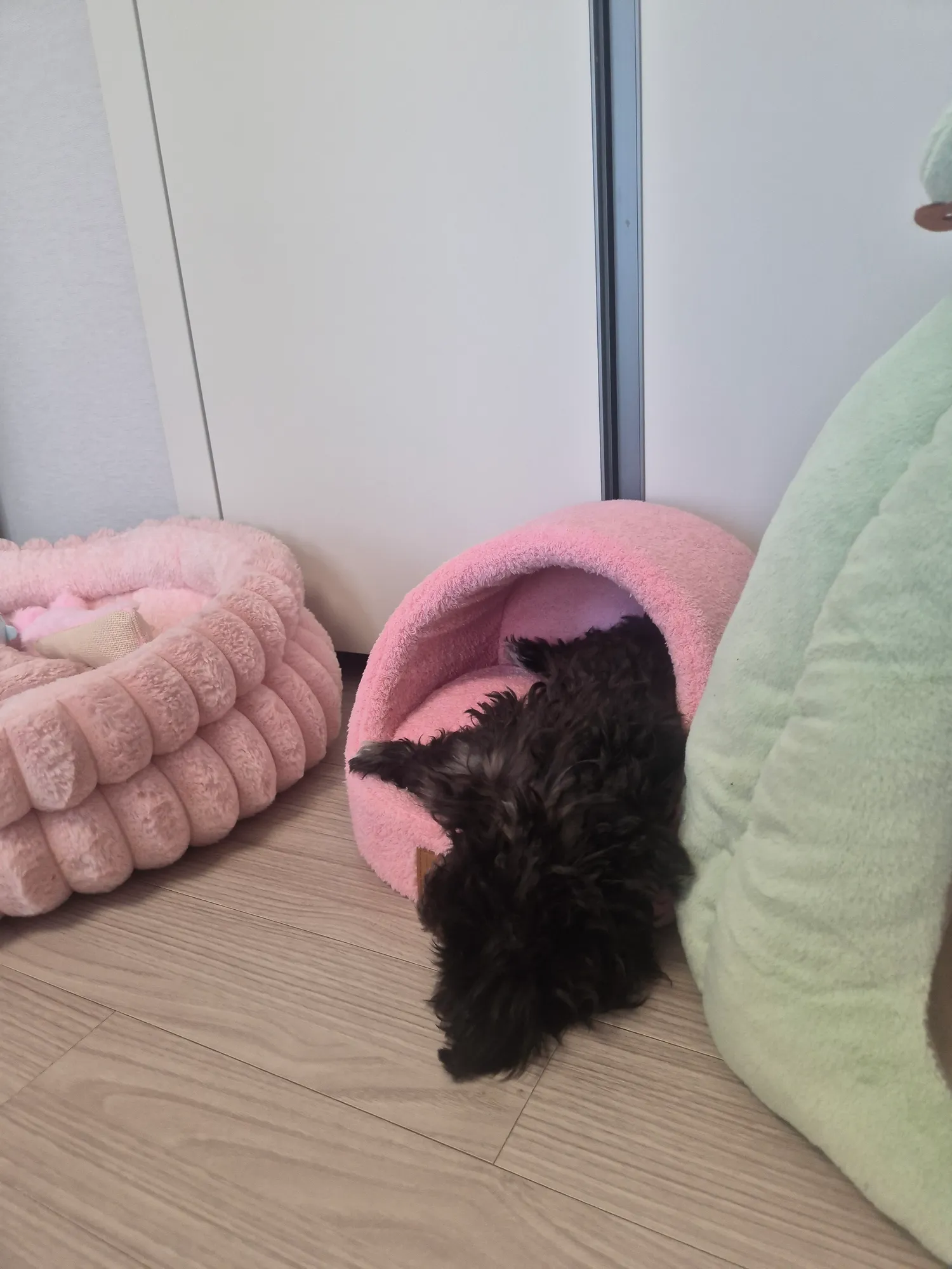 얘네둘 내가화장실올때마다 따라오는데 댓글