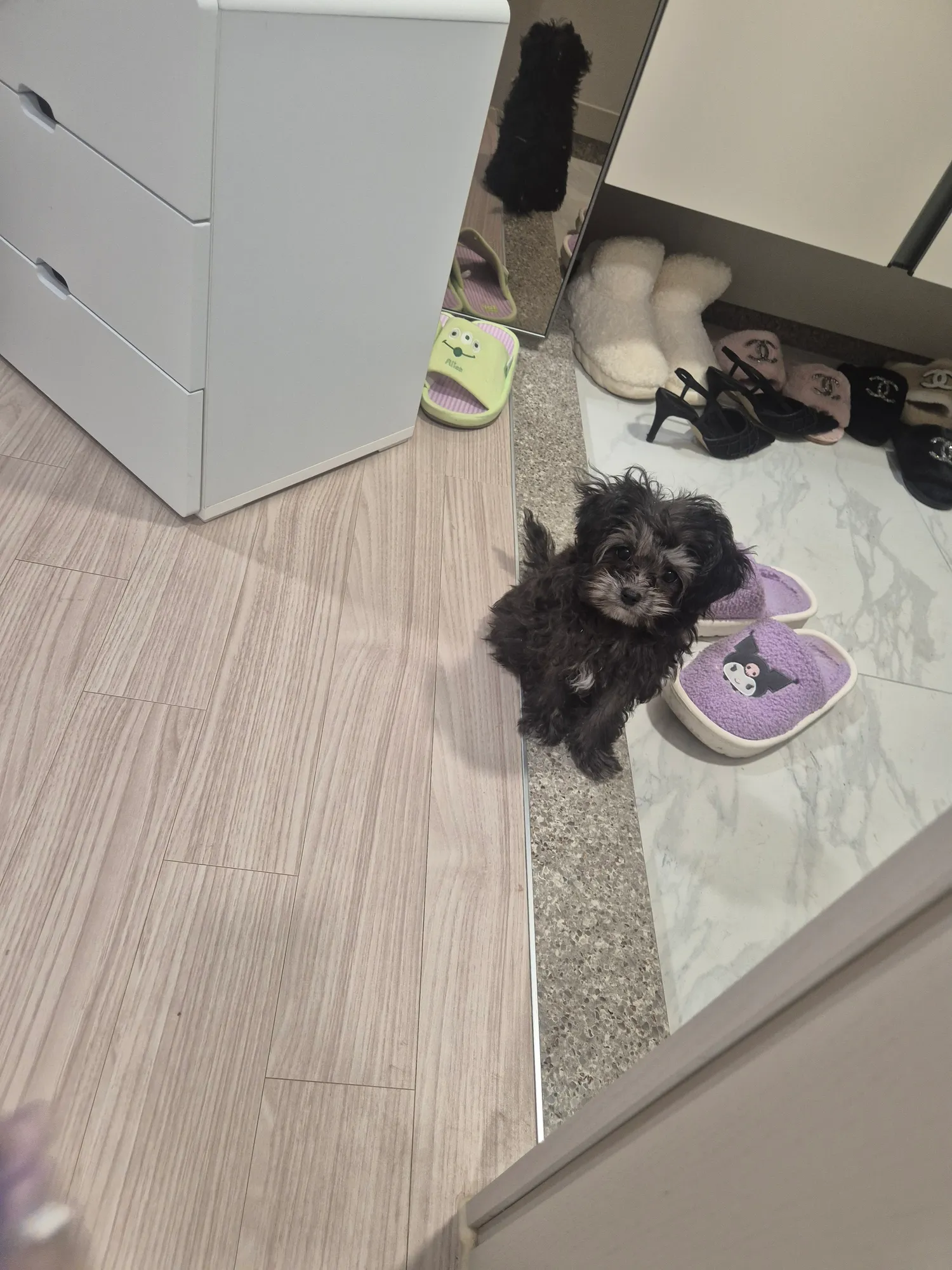우리개3남매중 누가 제일  아이큐높아요