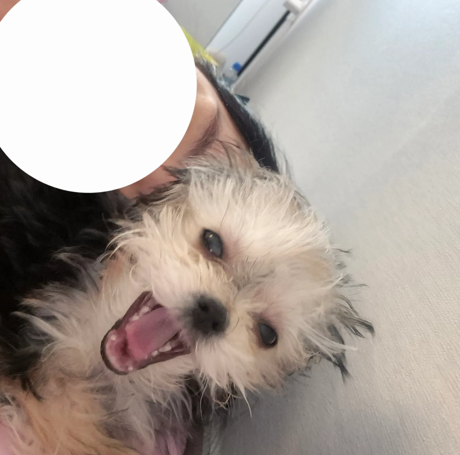 여자강아지 첨키우는데 너무이쁘다