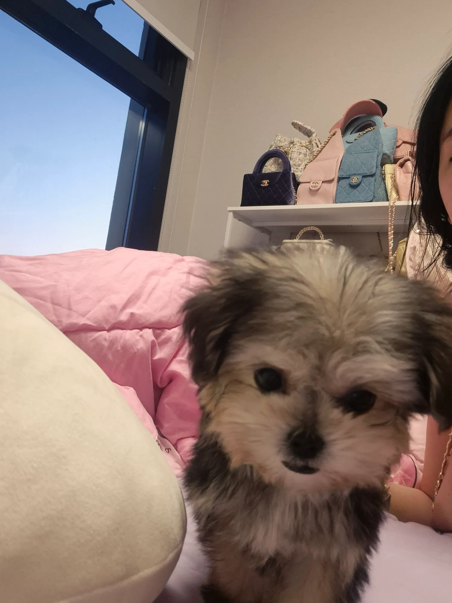 여자강아지 첨키우는데 너무이쁘다 댓글 2