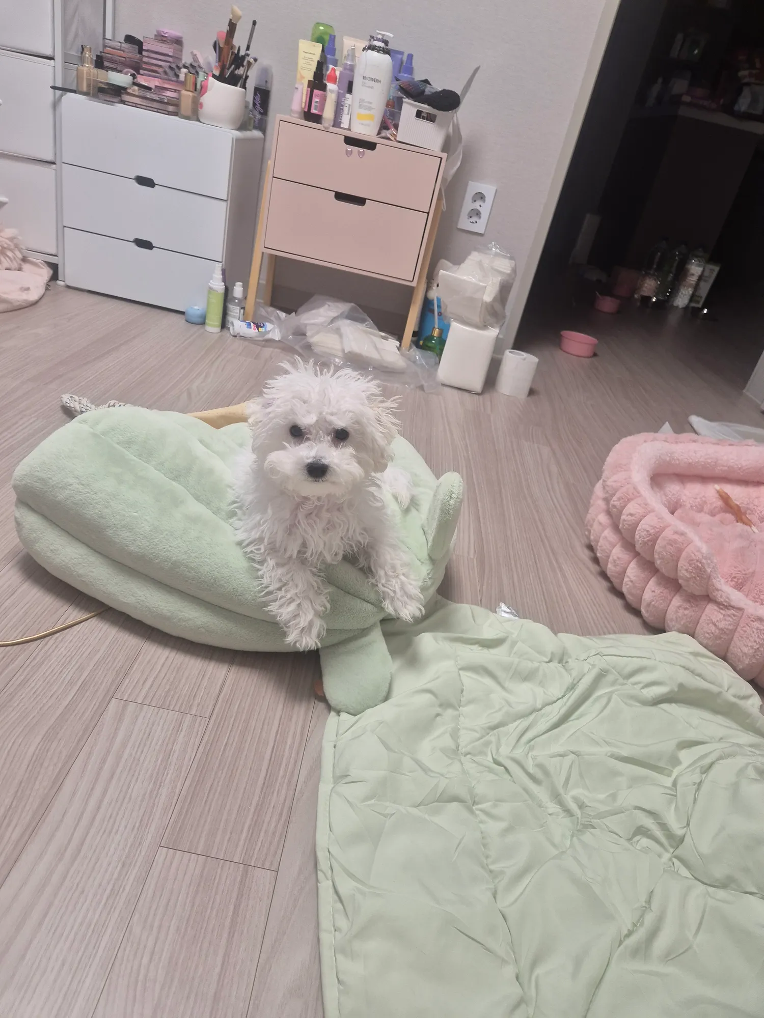 여자강아지 첨키우는데 너무이쁘다 댓글 4
