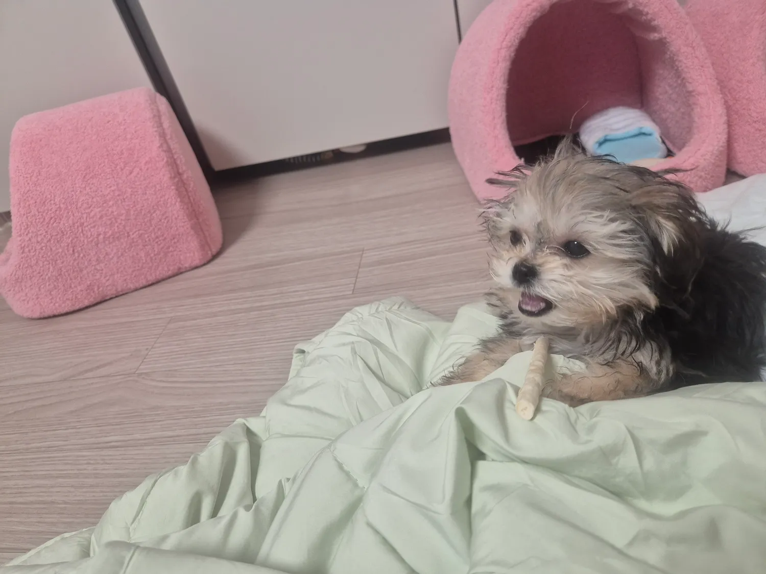여자강아지 첨키우는데 너무이쁘다 댓글 6