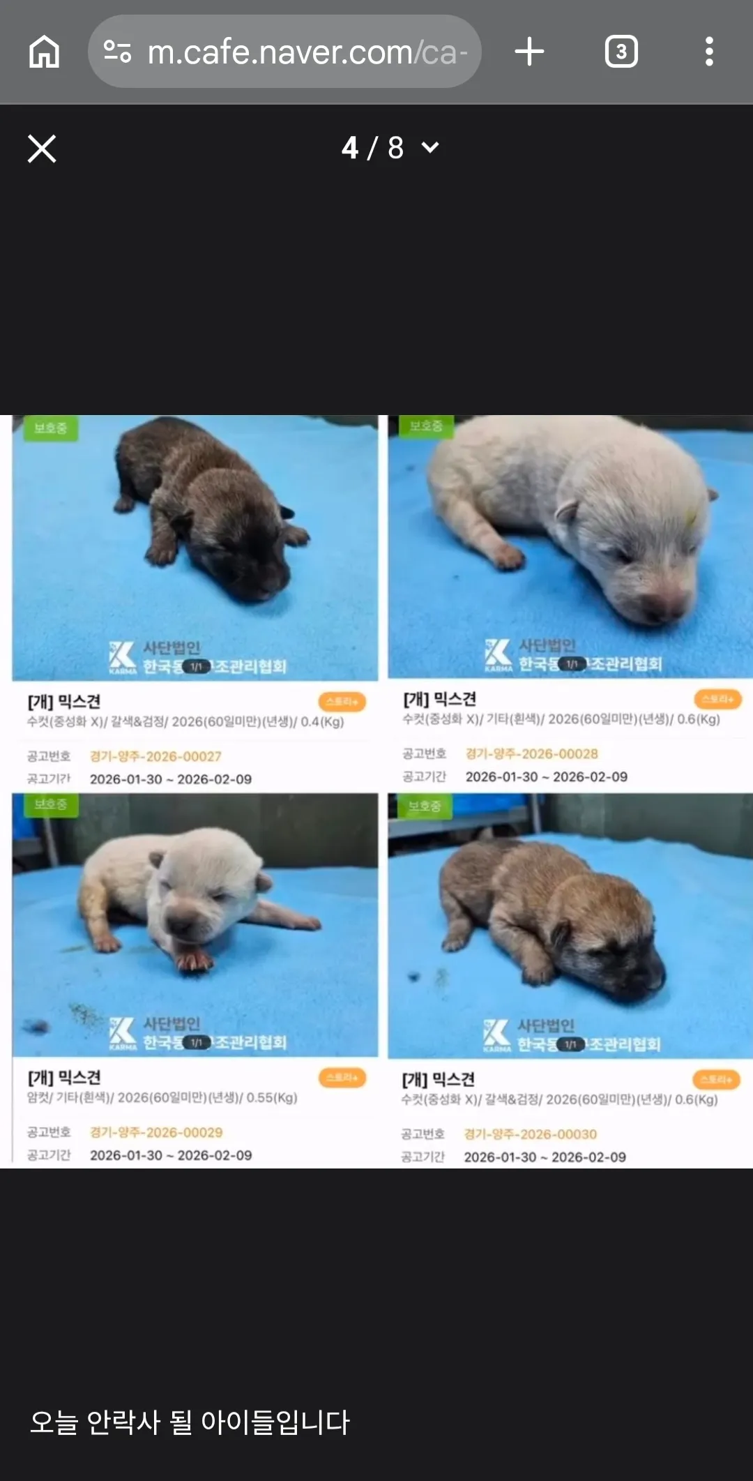 개 펫샵에서 데려왔다고 욕하시는분들