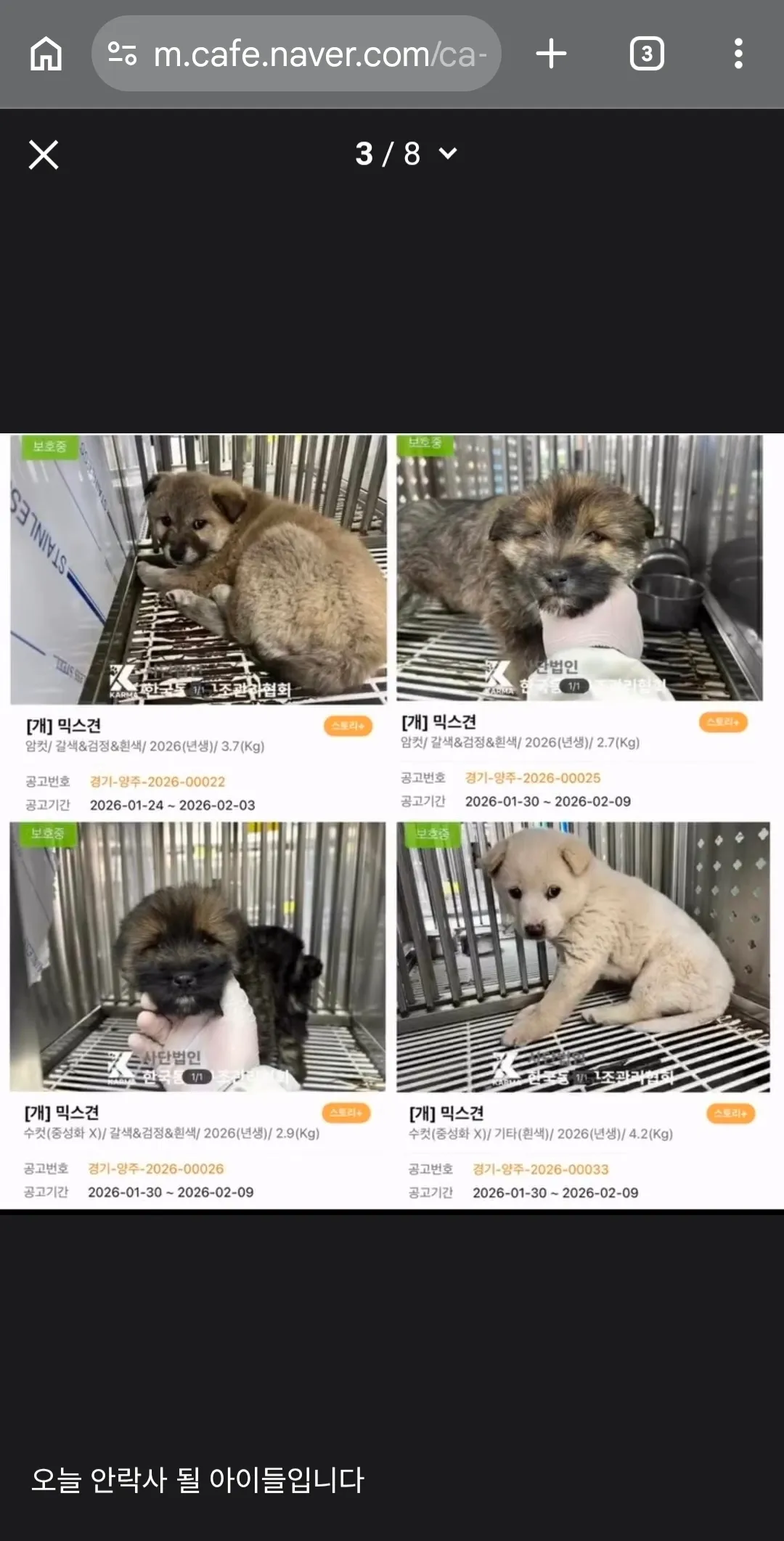 개 펫샵에서 데려왔다고 욕하시는분들2