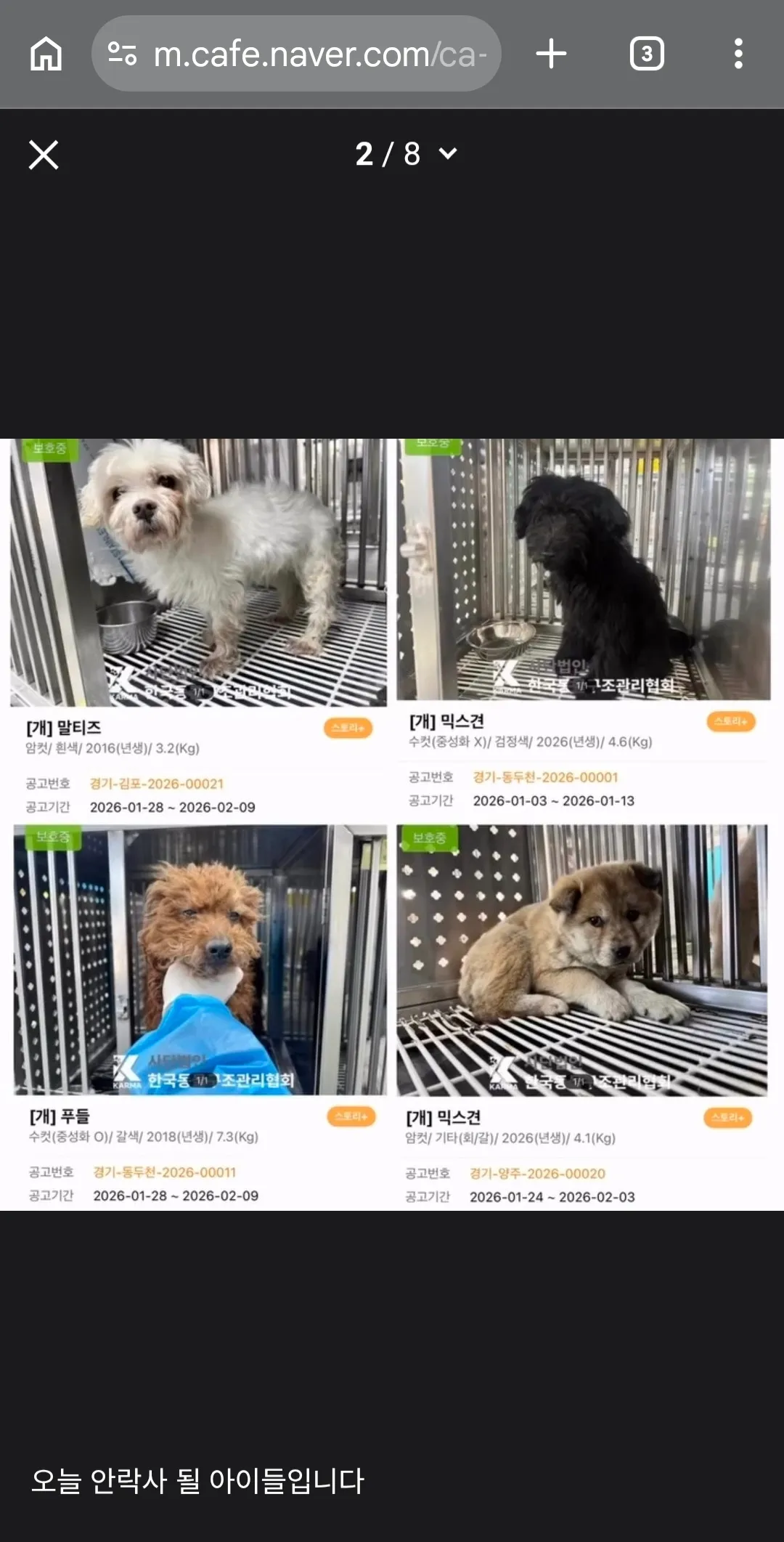 개 펫샵에서 데려왔다고 욕하시는분들3