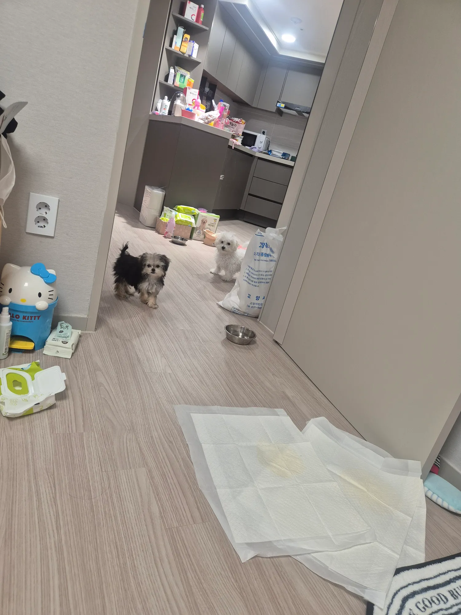 나보고 애니멀호더라고사는데