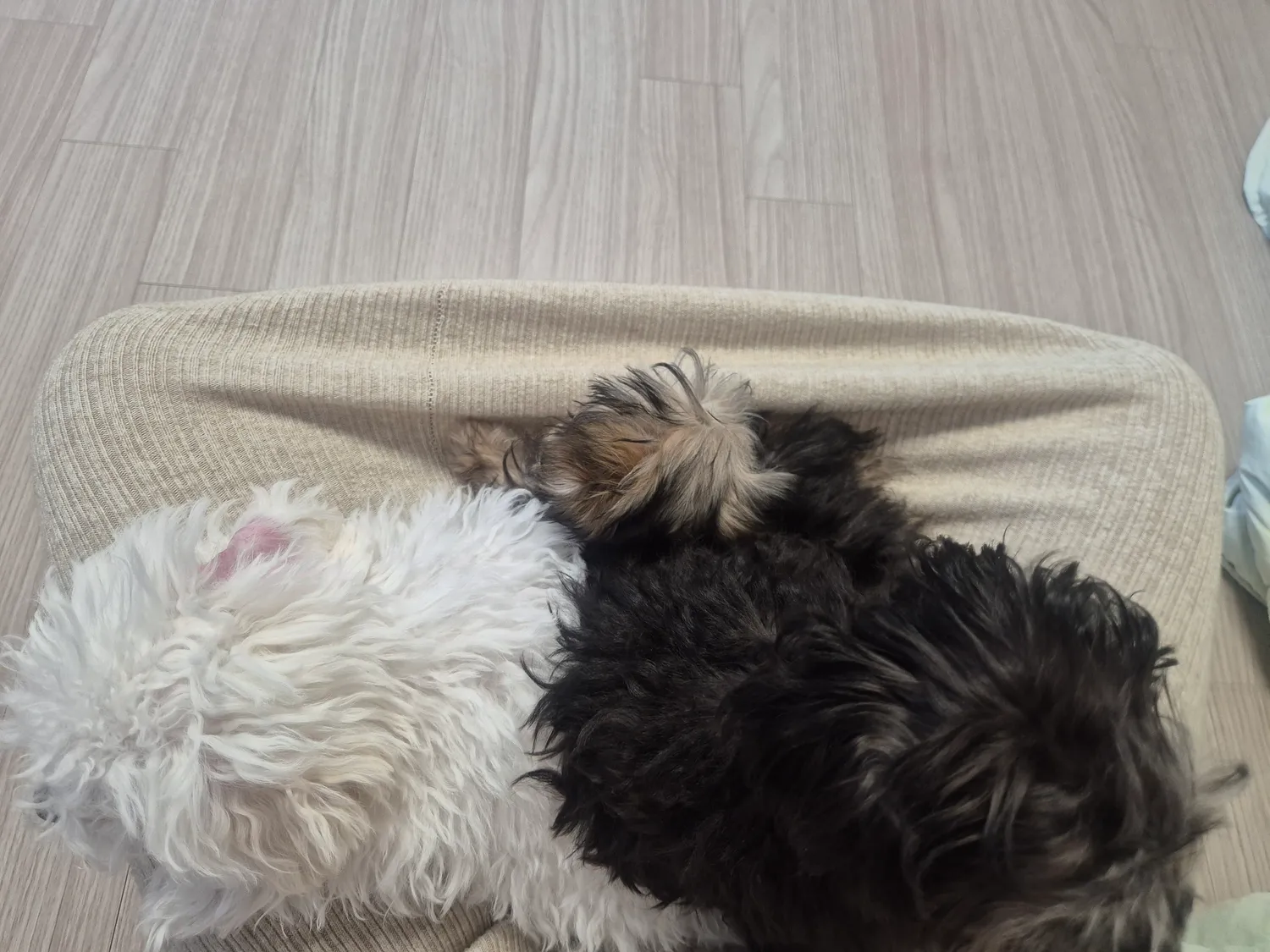 청소기돌리니까무서운가봐ㅜㅜ